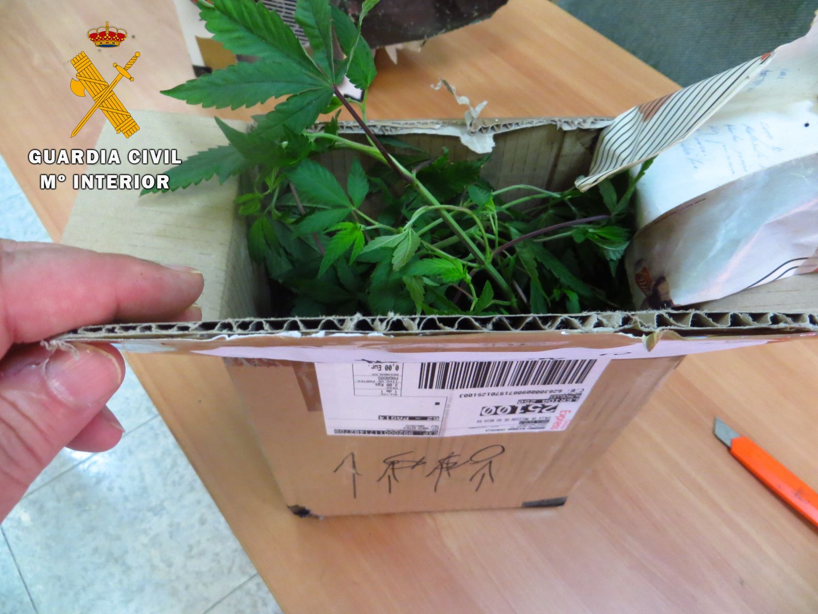 Uno de los paquetes que contenían las plantas de marihuana enviadas por Correos Express.
