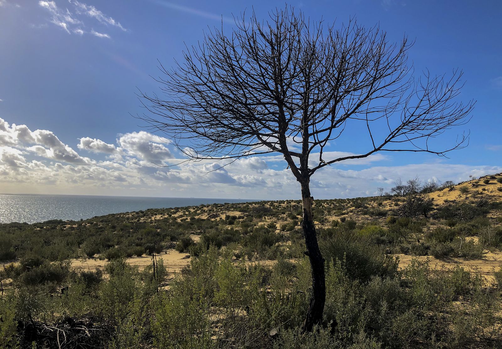 El resurgir de Doñana: tres años después del incendio