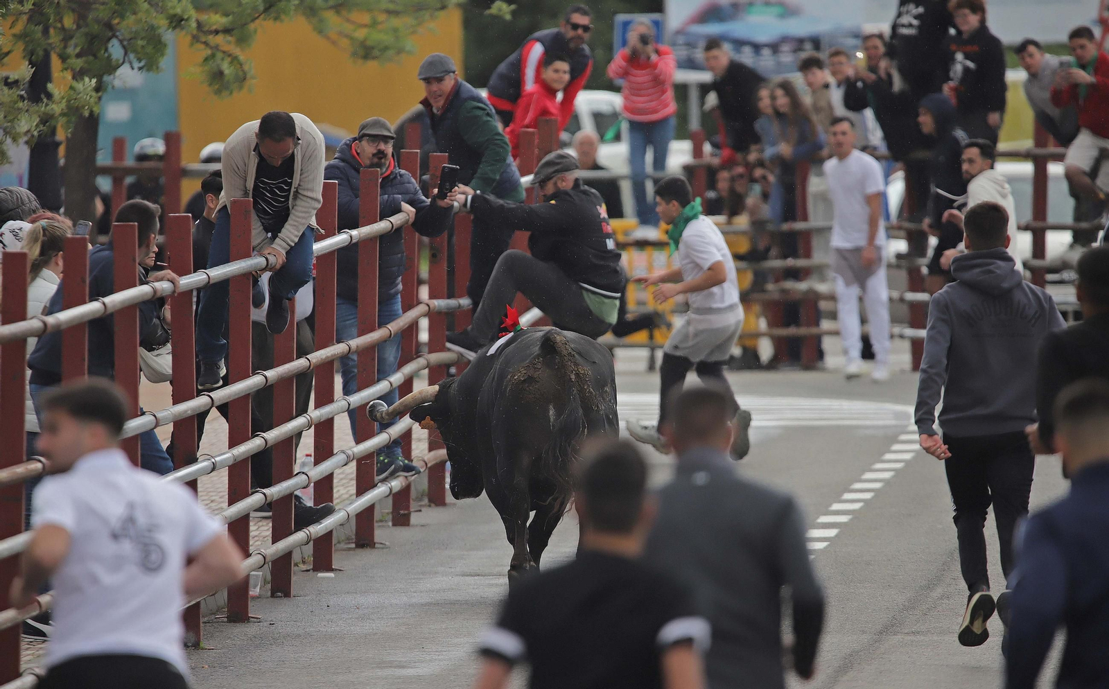 Fotos de los encierros del domingo del Toro Embolao en Los Barrios