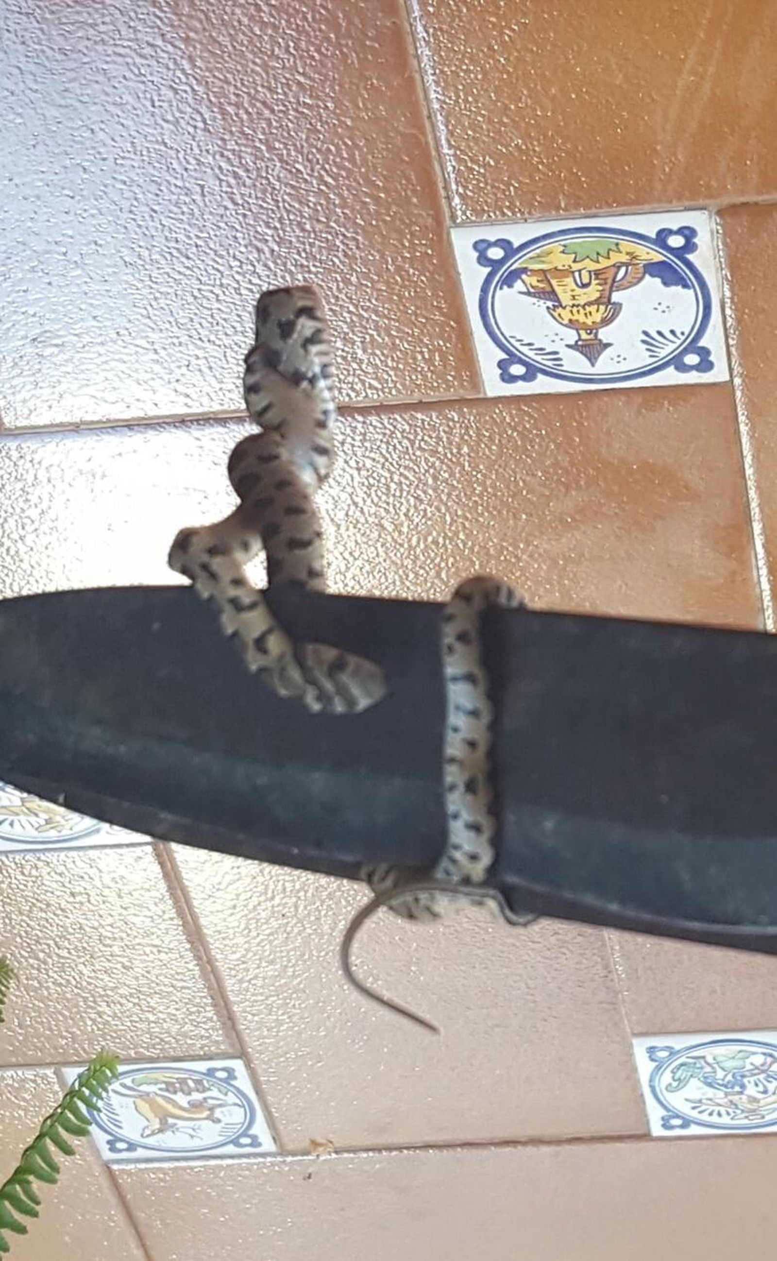 Una de las culebras en una silla de la terraza.