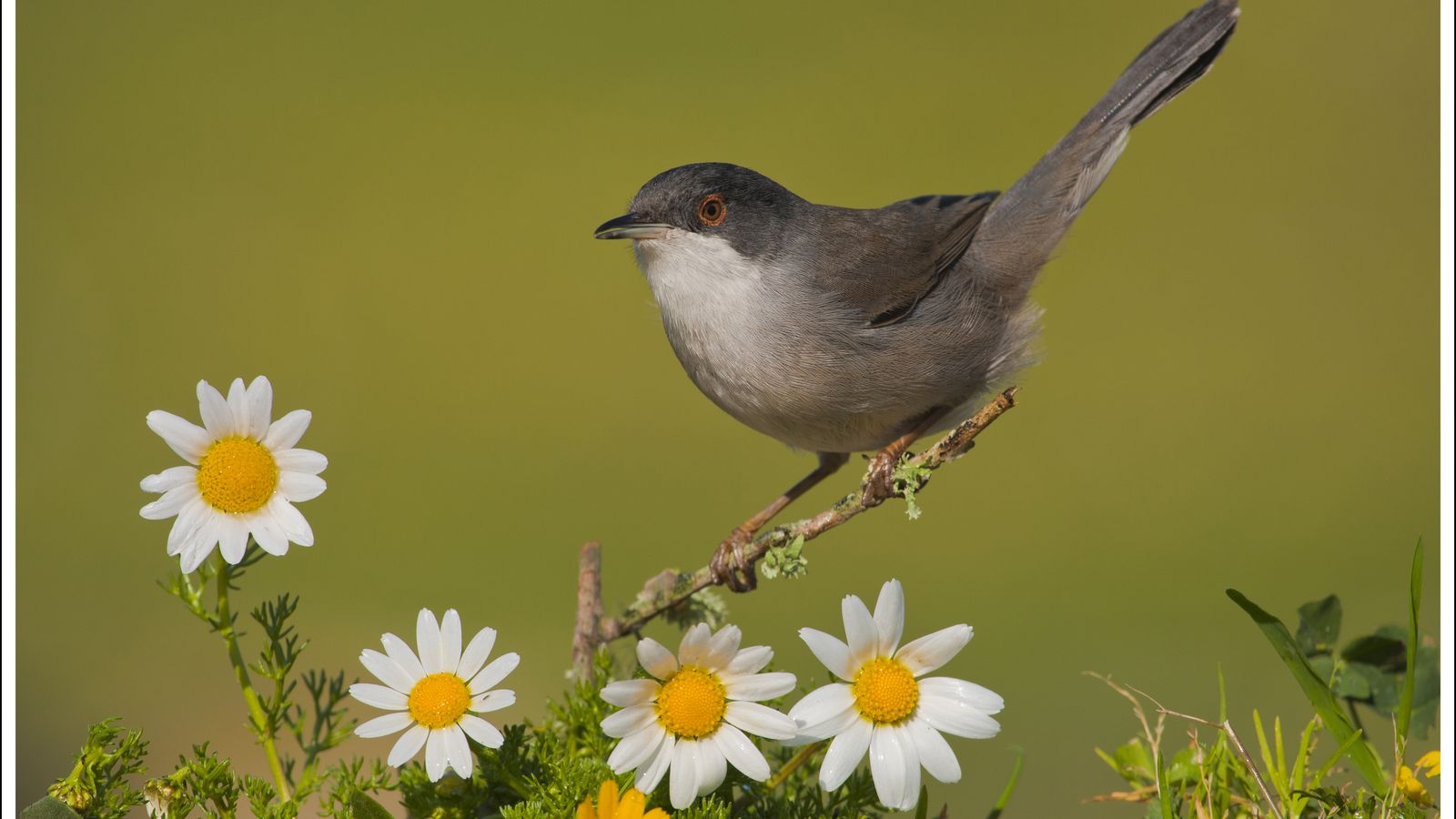 Curruca Cabecinegra.