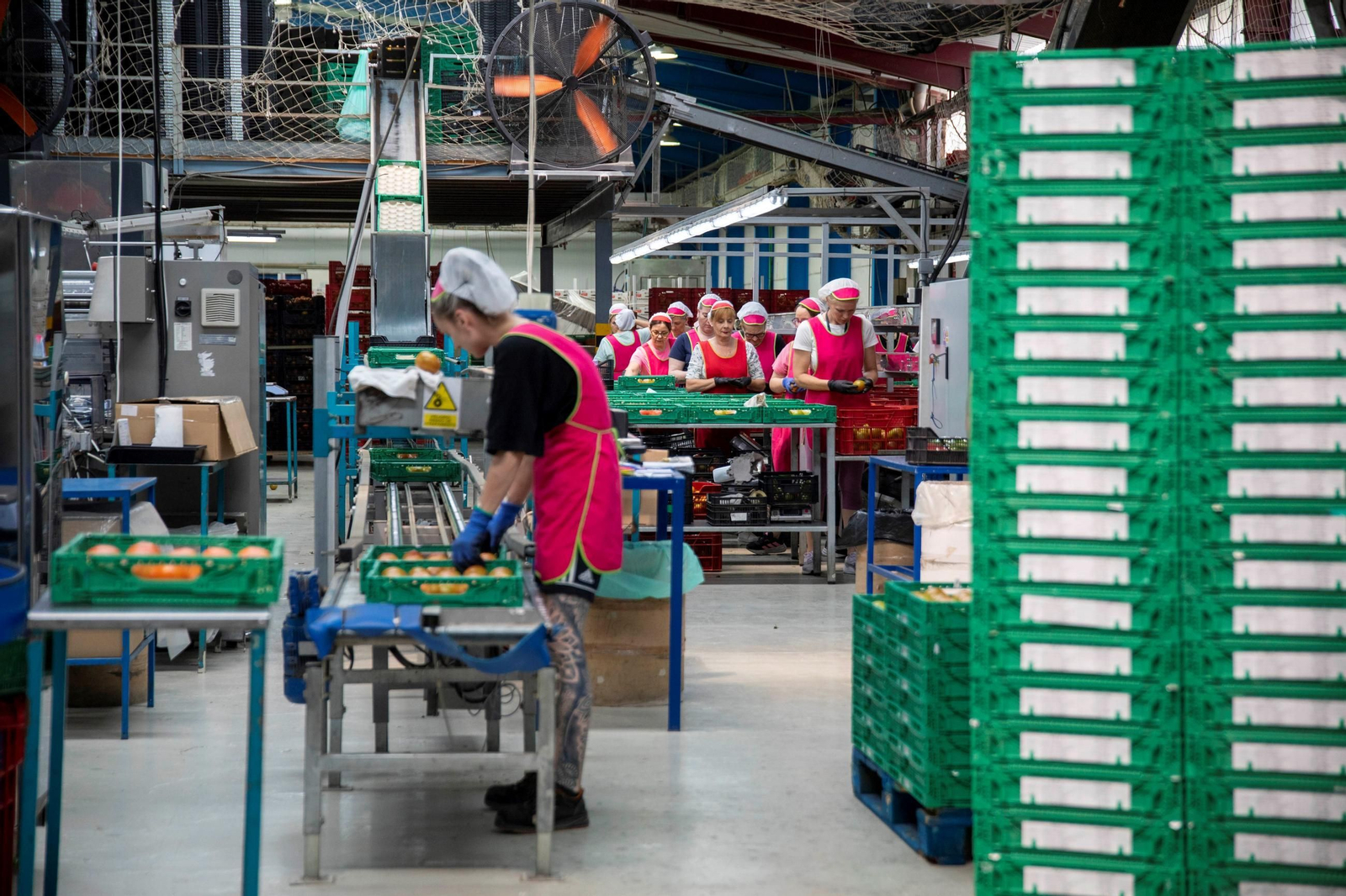 Vea cómo es el trabajo con las fantásticas sandías Premium en Grupo Caparrós