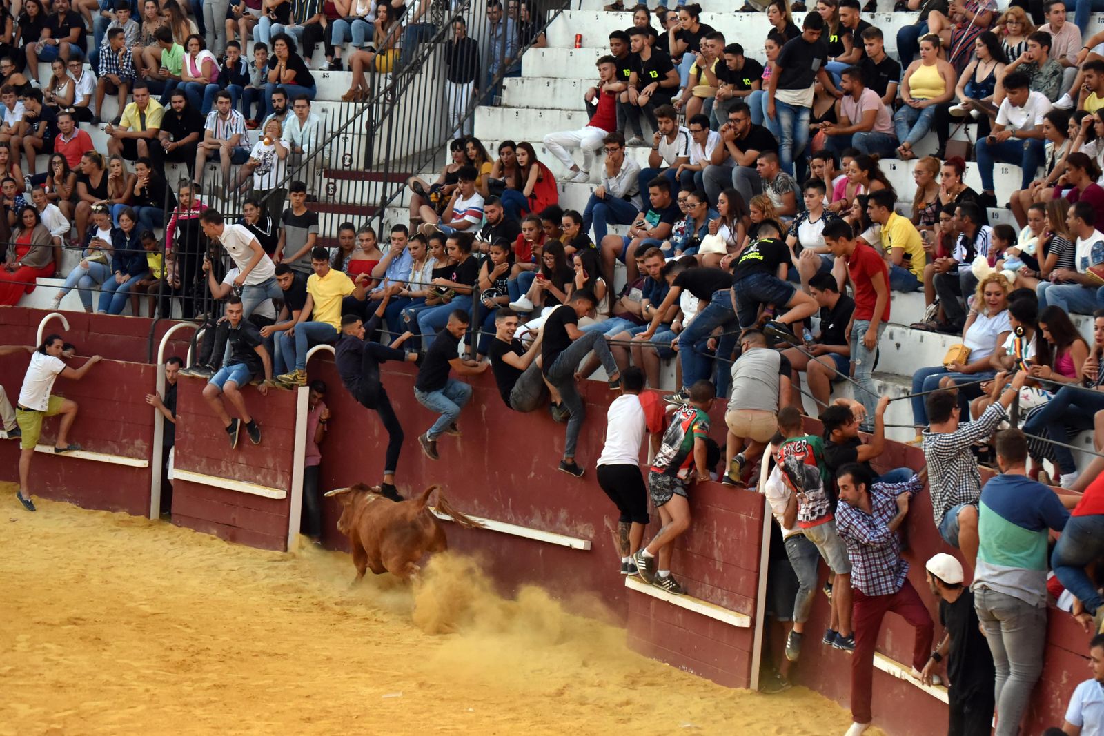 Toro del Aguardiente