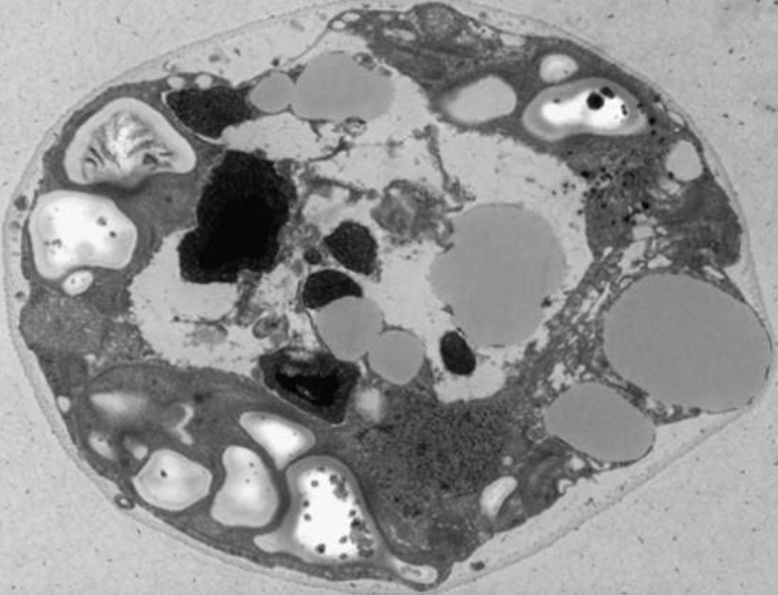 Nueva especie de microalga en el nacimiento de río Tinto,  'Chlamydomonas urium'.
