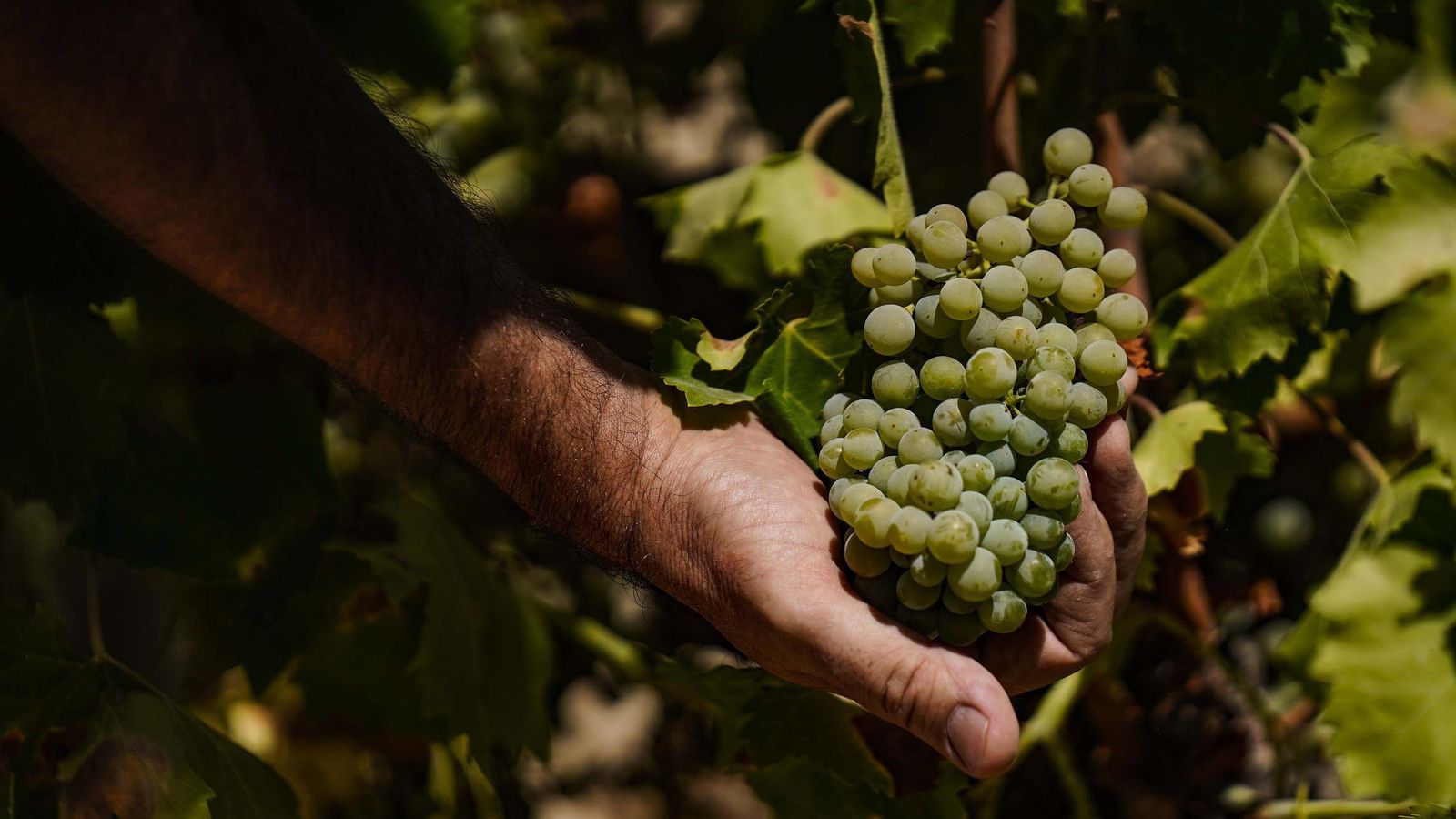 Uvas del marco Montilla-Moriles.