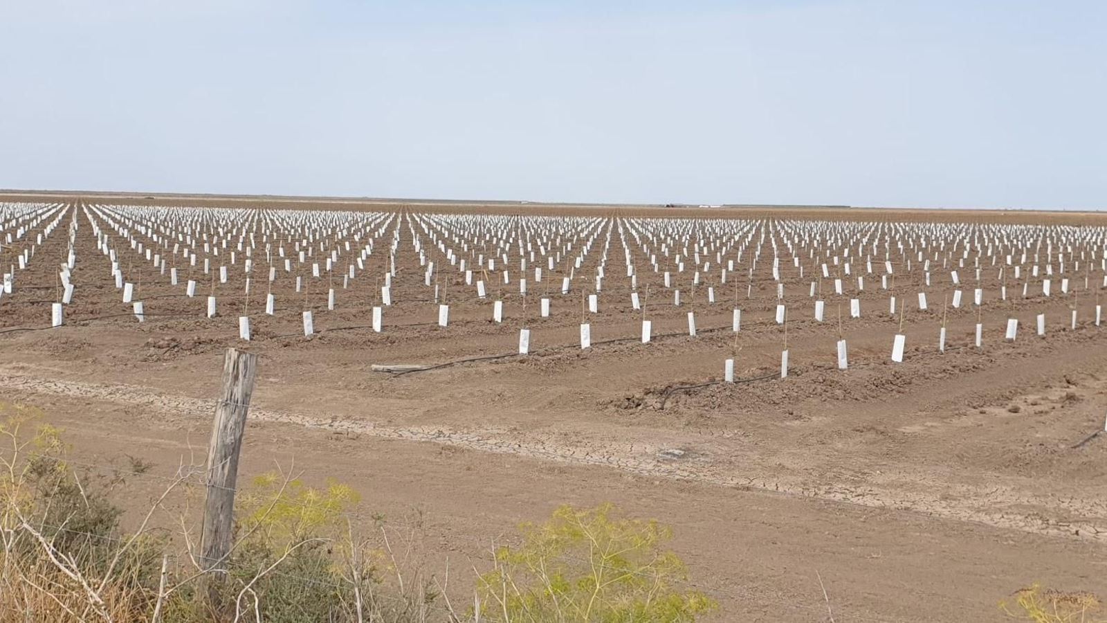 Imagen de la denuncia de Ecologistas en Acción sobre el Caño del Guadiamar