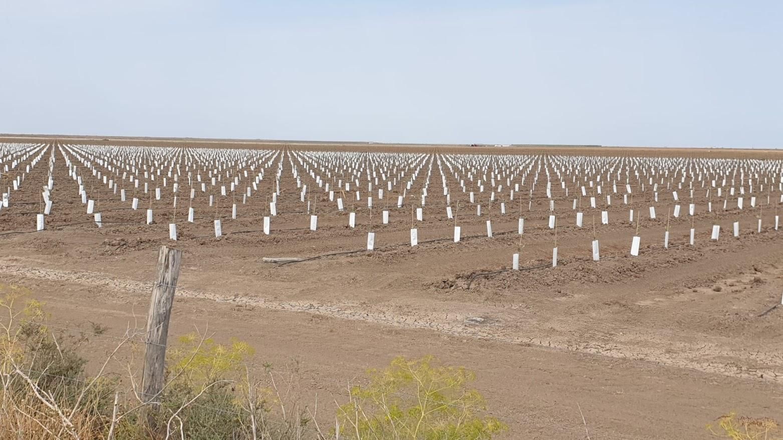 Ecologistas en Acción denuncia que la transformación del Caño del Guadiamar en olivar amenaza el futuro de Doñana