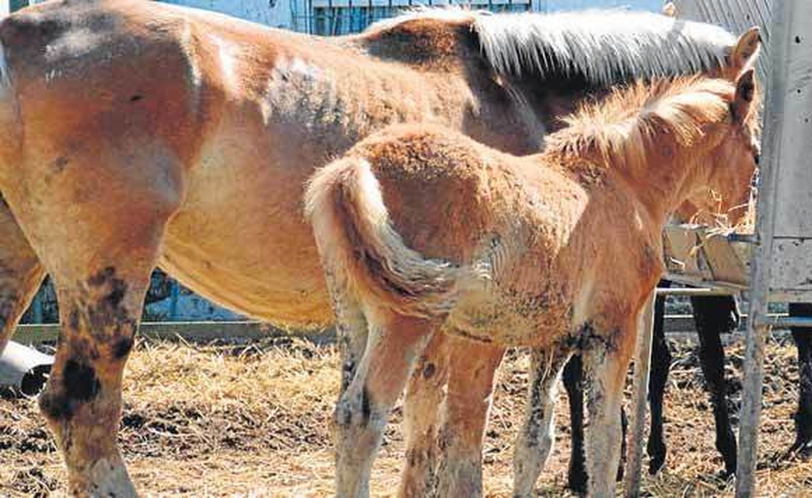 Más de 150 yeguas inseminadas en la parada