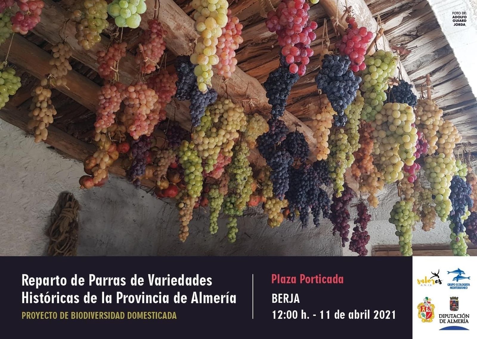 Reparto gratuito este domingo en Berja de parras de variedades históricas