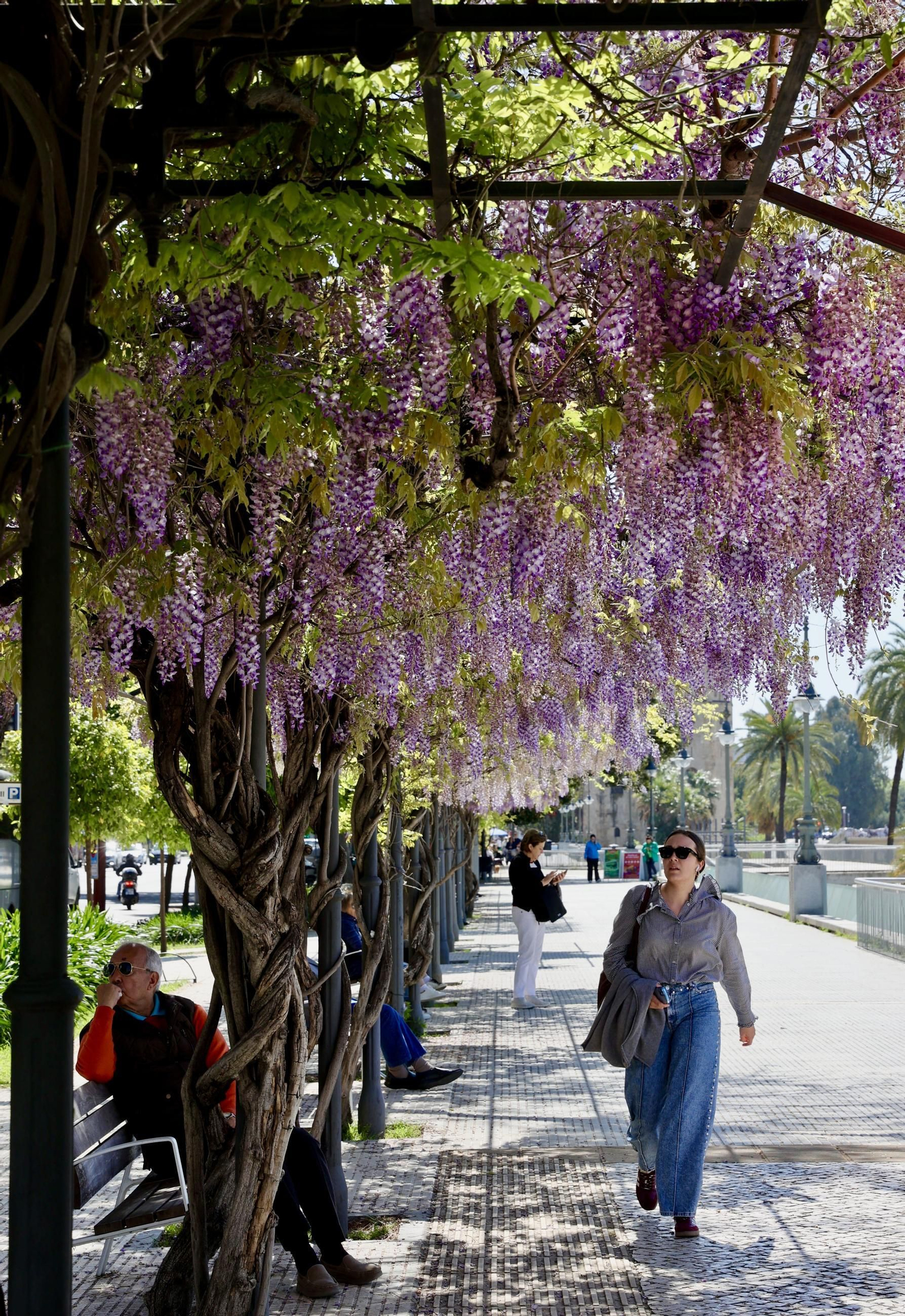 La belleza de las glicinias del Paseo de Cristóbal Colón