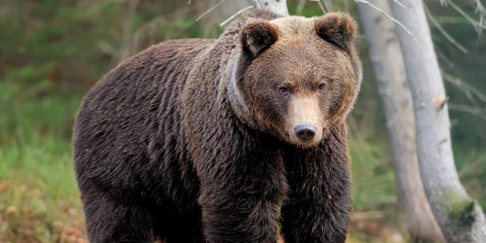Justicia italiana suspende el sacrificio de una osa que mató a un senderista