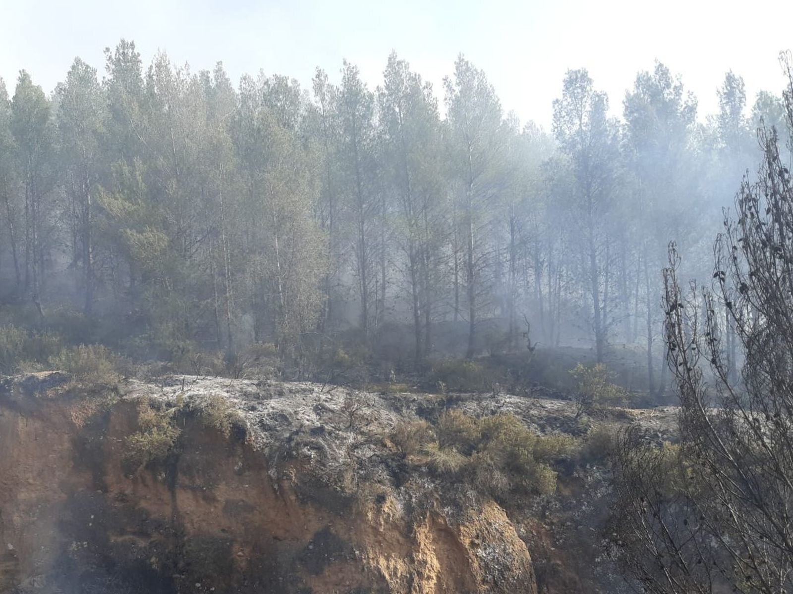 Declarado un incendio forestal en Alcolea