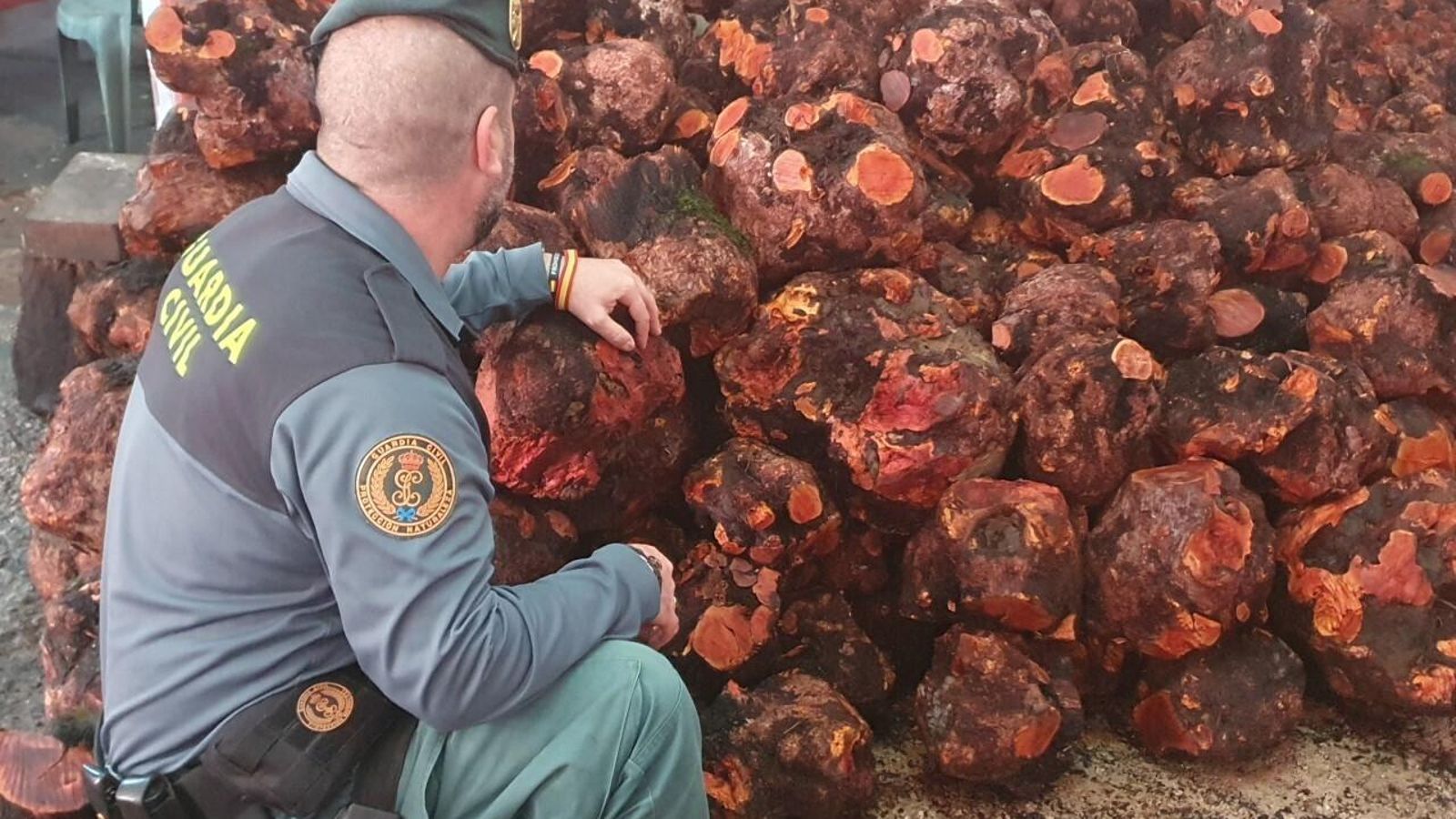 Un guardia civil, con varias de las cepas de brezo incautadas en Jimena.
