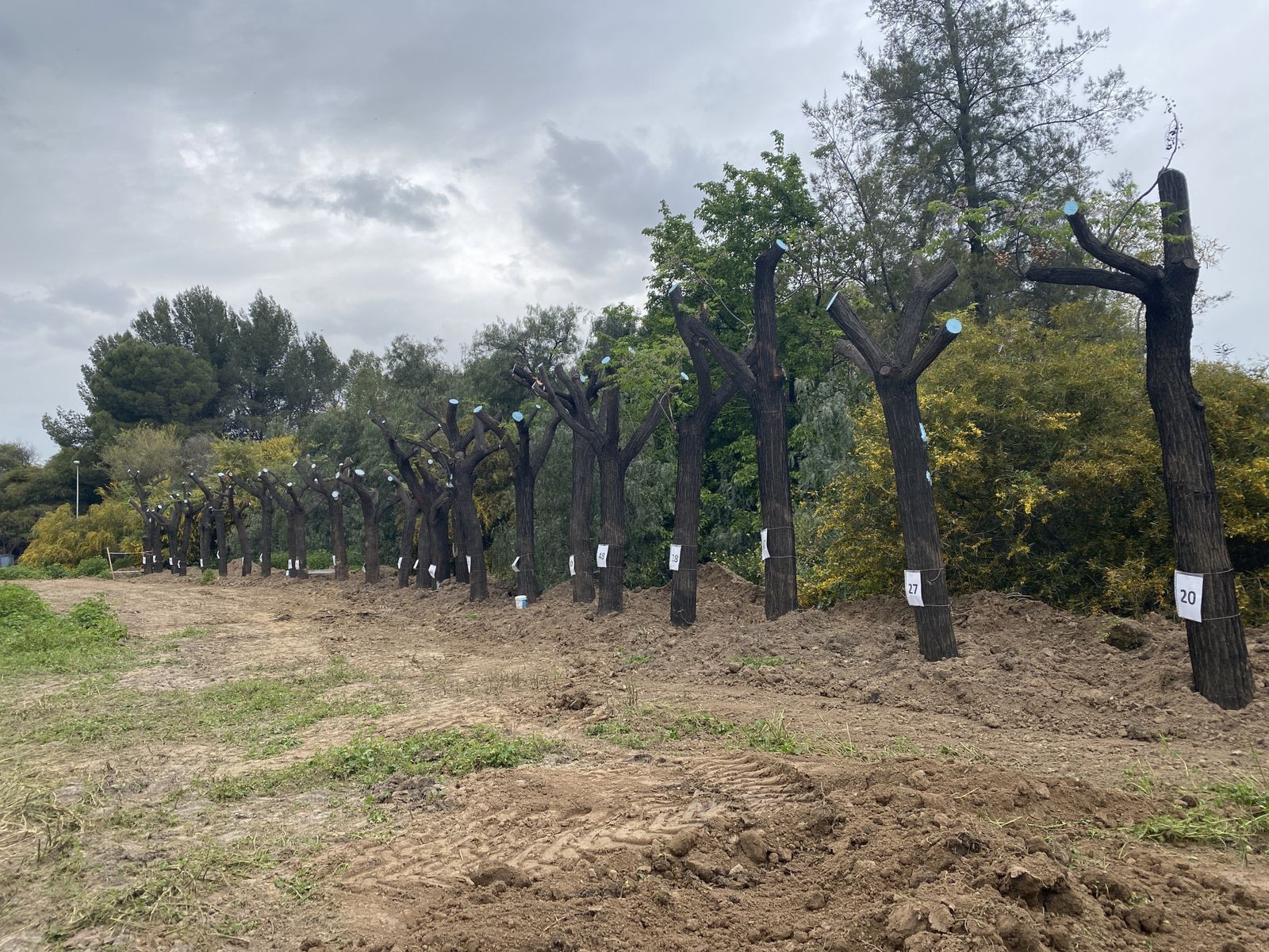 Vista de parte de los árboles de Nervión en la depuradora de Tablada.