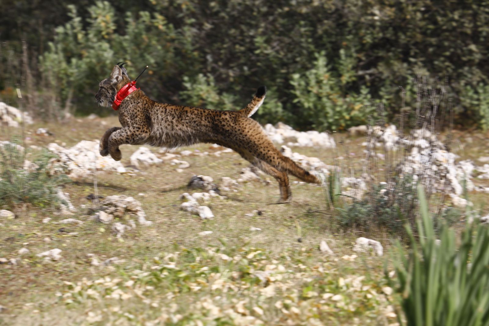 La suelta del lince 'Tempul' en Almodóvar del Río, en imágenes