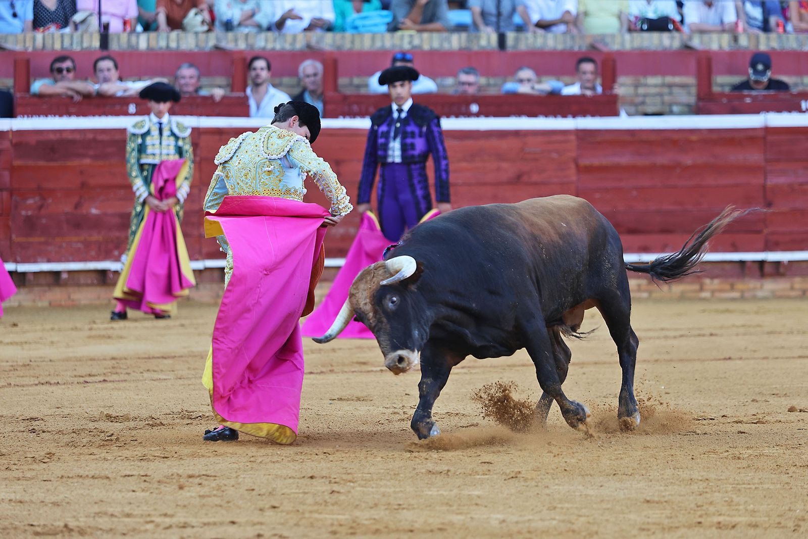 Toros La Merced 2024 Novillada con picadores(