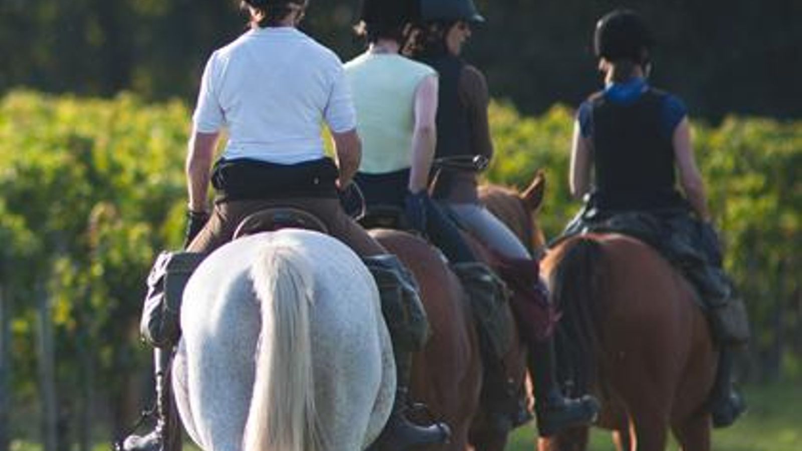 Paseo a caballo por el viñedo.