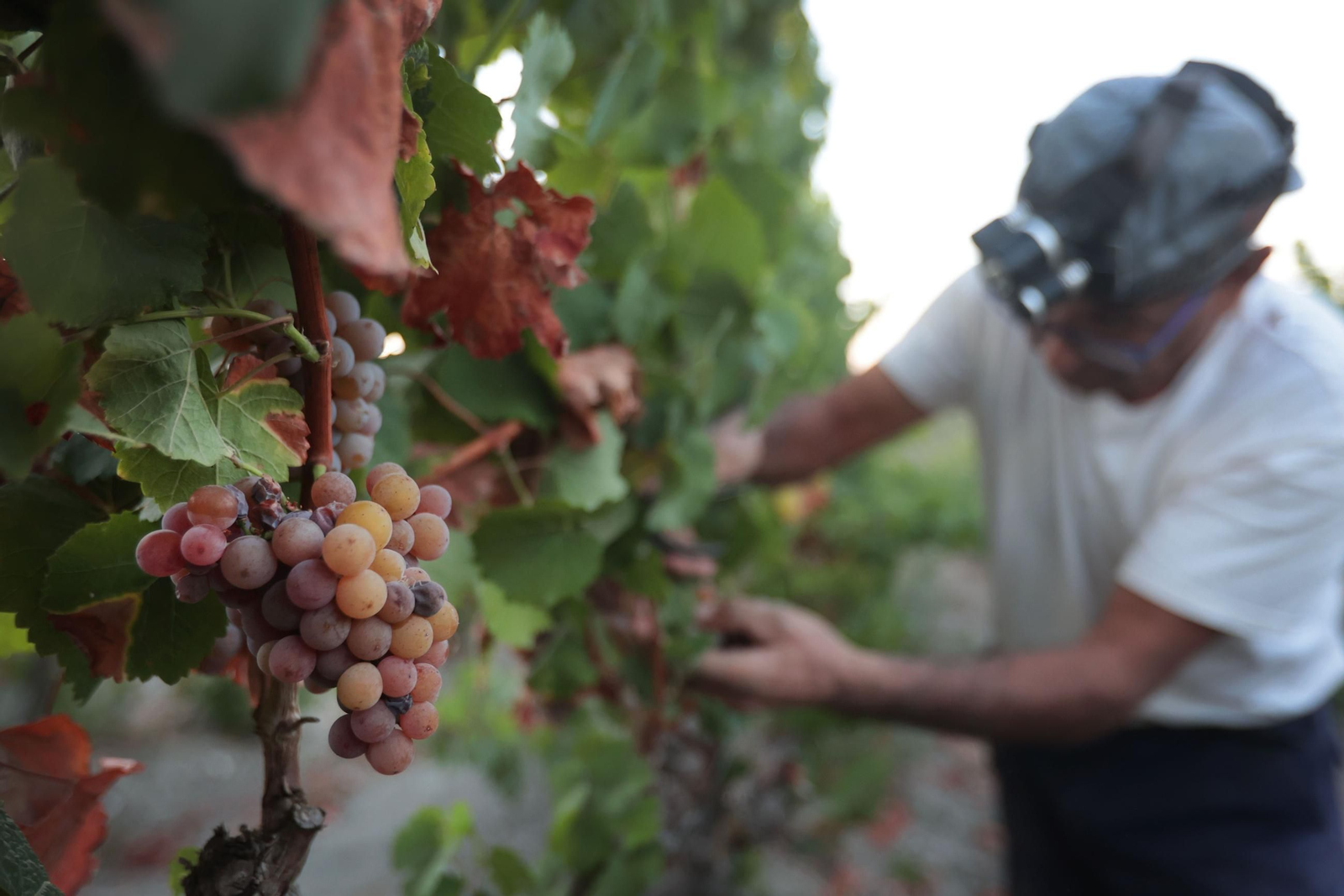 Vendimia de la uva en el cortijo de Jara. Vendimia de la uva en el cortijo de Jara.