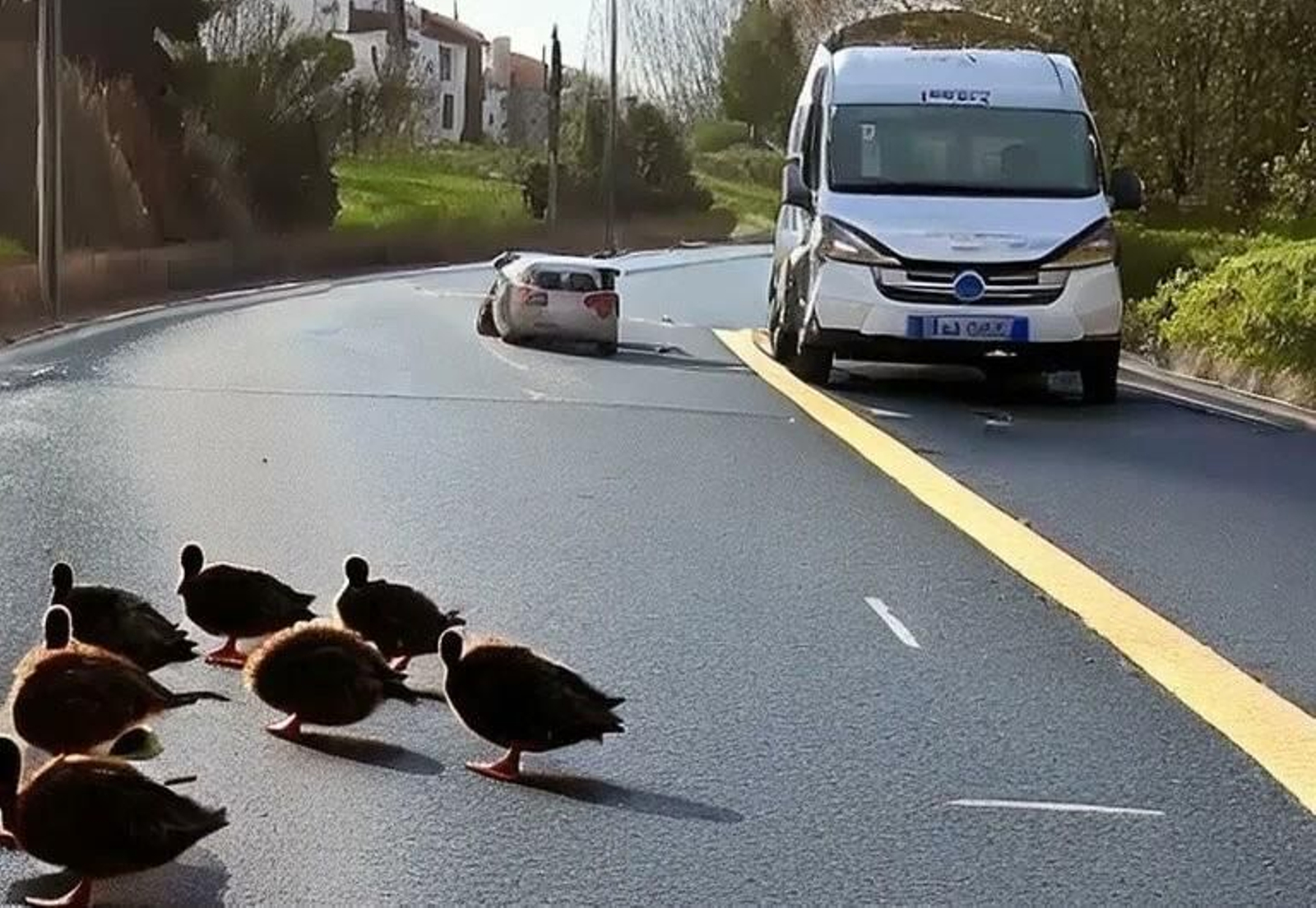 Una conductora detiene el tráfico para ayudar a unos patos a cruzar la carretera y se vuelve viral