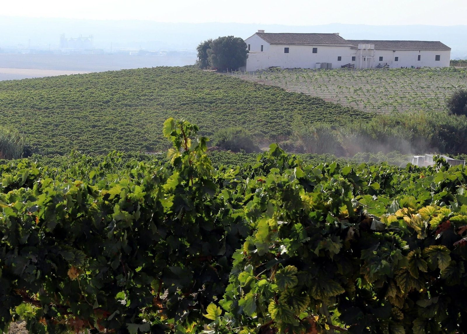 Una imagen de una viña jerezana.