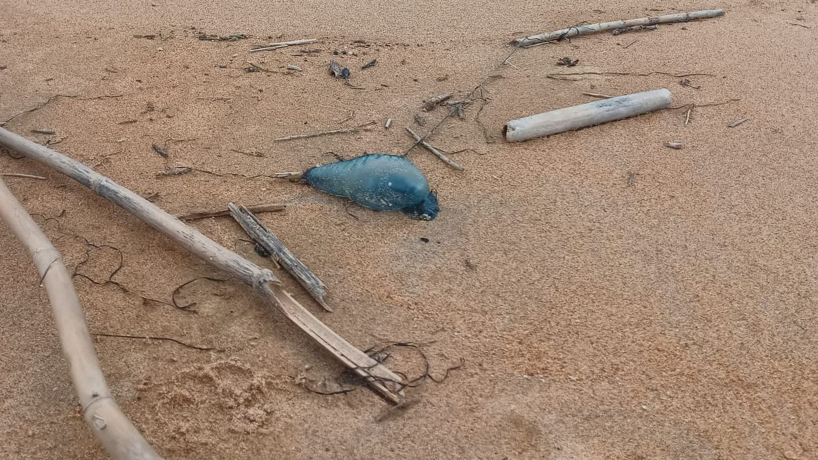 Carabela portuguesa en La Antilla.