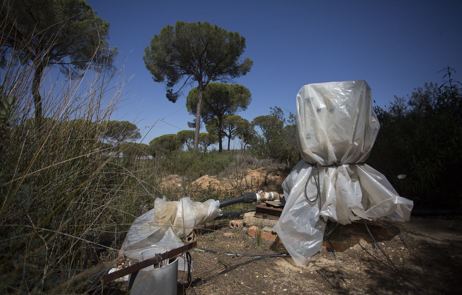 Uno de los pozos clausurados en el entorno de Doñana.