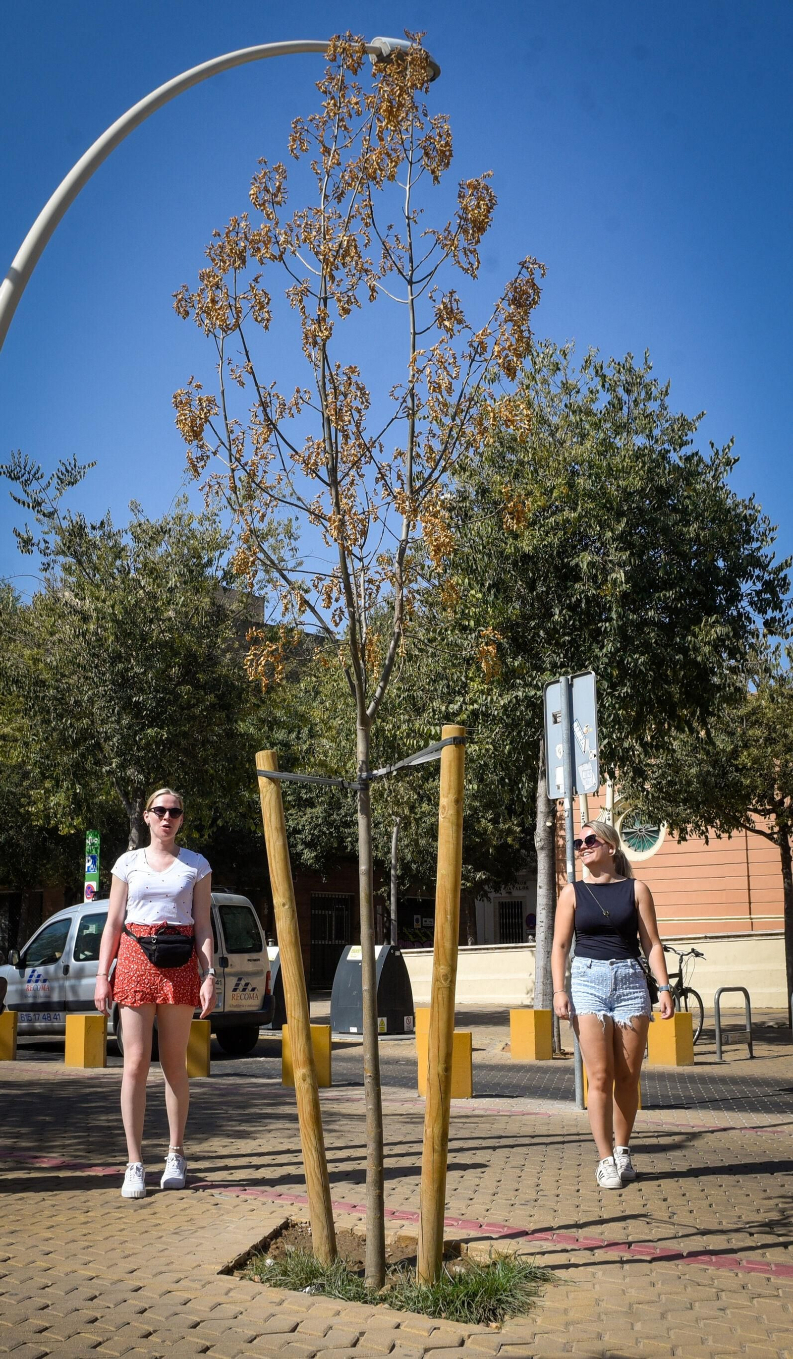La hilera de árboles secos puede verse frente a la Casa de las Sirenas.