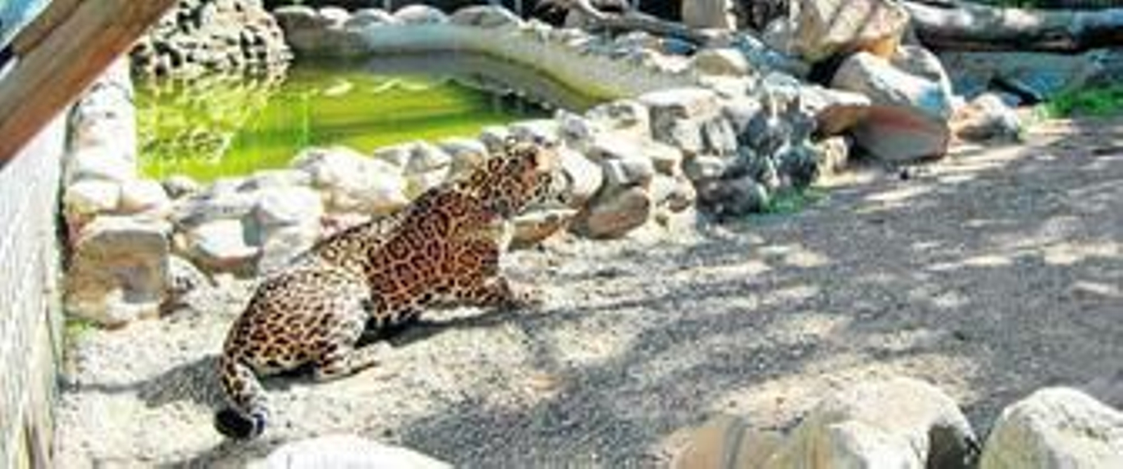 Mundo Park también nos ofrece la posibilidad de disfrutar de un atractivo espectáculo de aves rapaces.