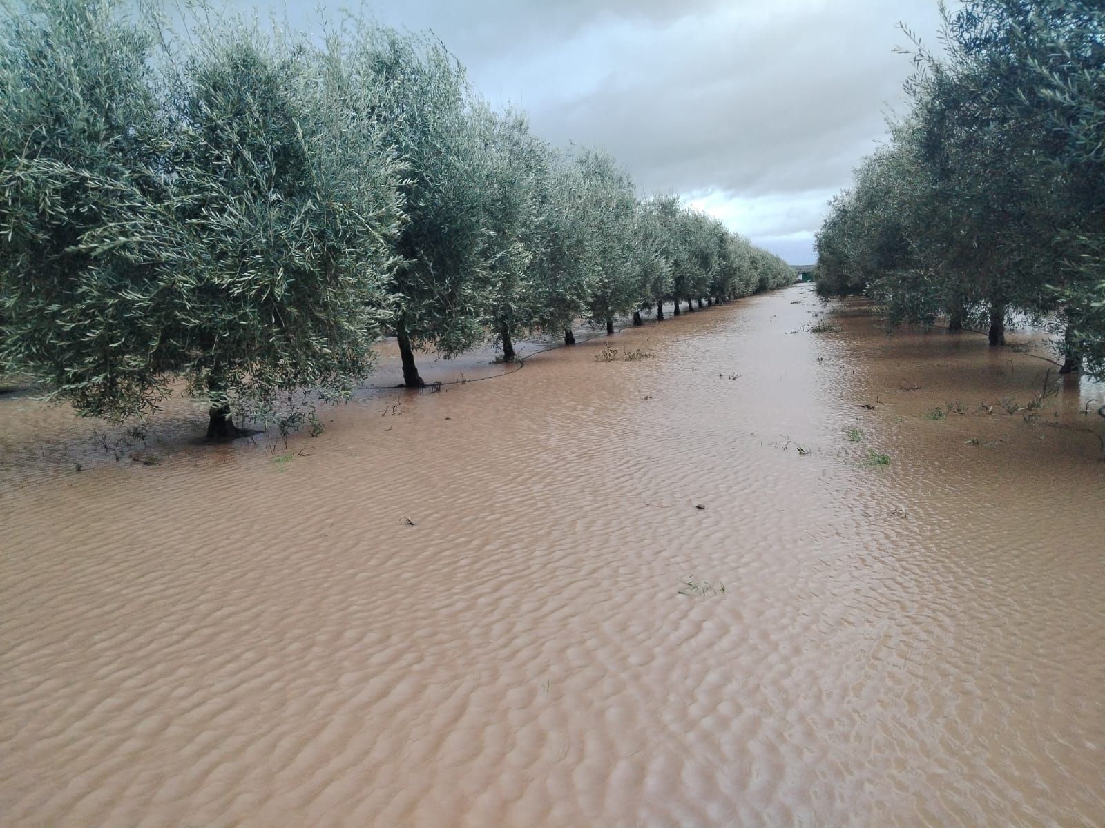 Un olivar totalmente inundado tras el paso de las borrascas por Córdoba.