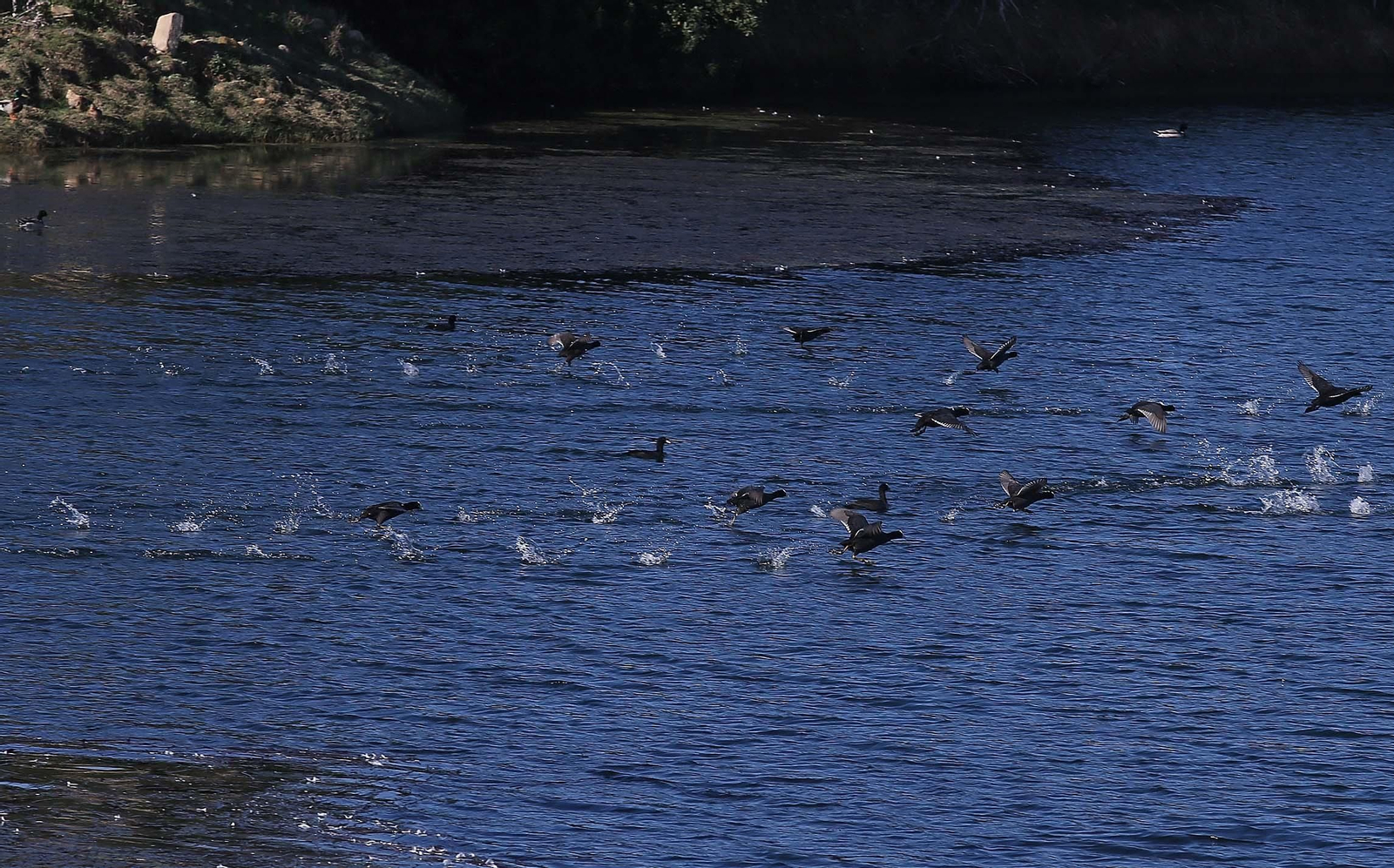 Aves en el acuífero de la Huerta de las Pilas, en Algeciras.