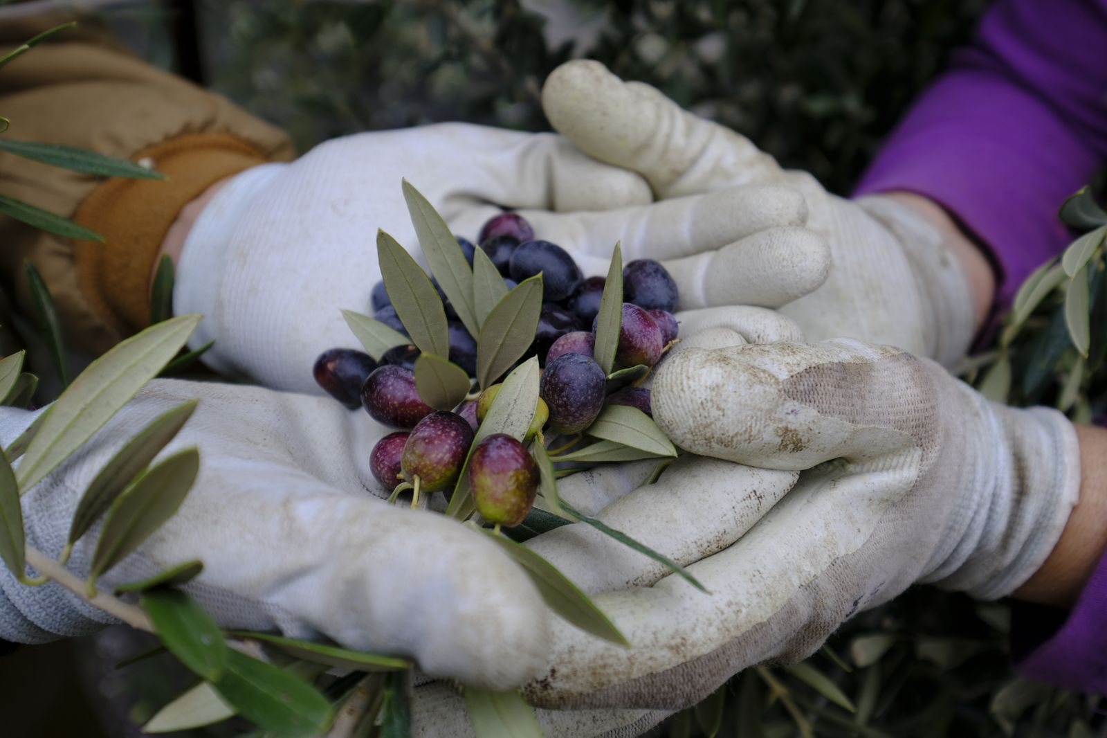 Fotogalería recolección aceituna en Abla. Almería