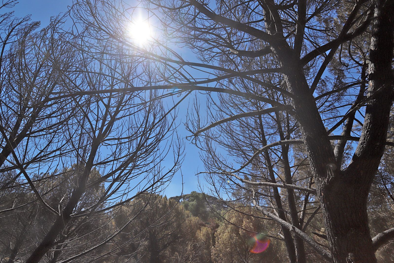 Imágenes de la devastación que deja a su paso el incendio de Almonaster la real.