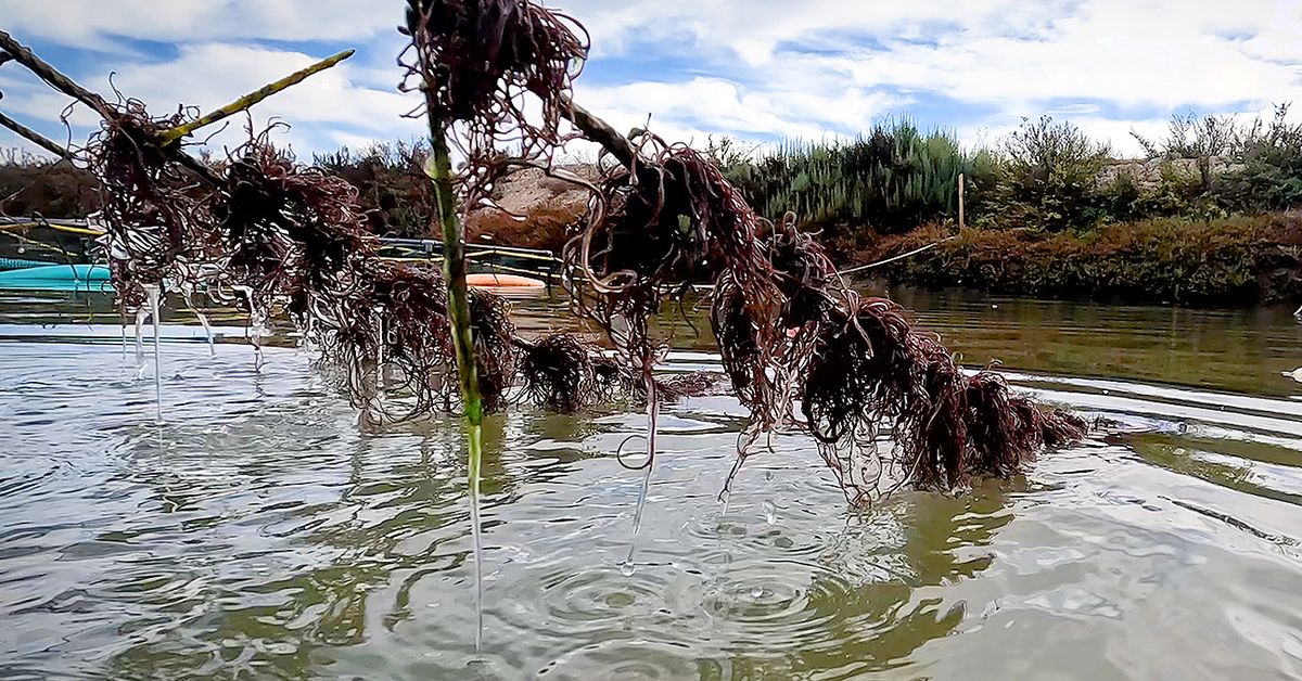 Expertos de Ctaqua en El Puerto avanzan en la integración de las algas en los sistemas de acuicultura multitrófica