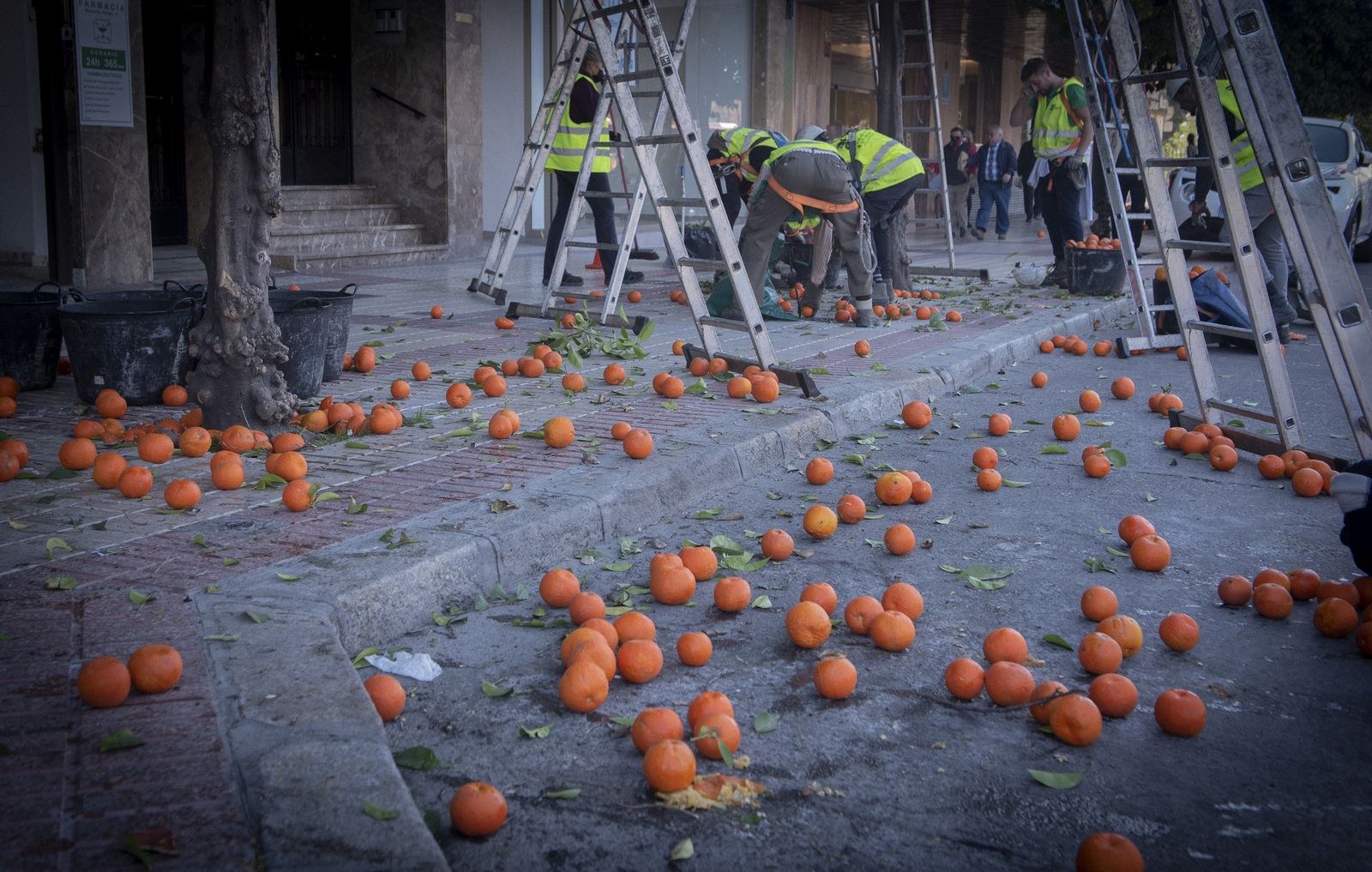La recogida de naranja amarga en Sevilla