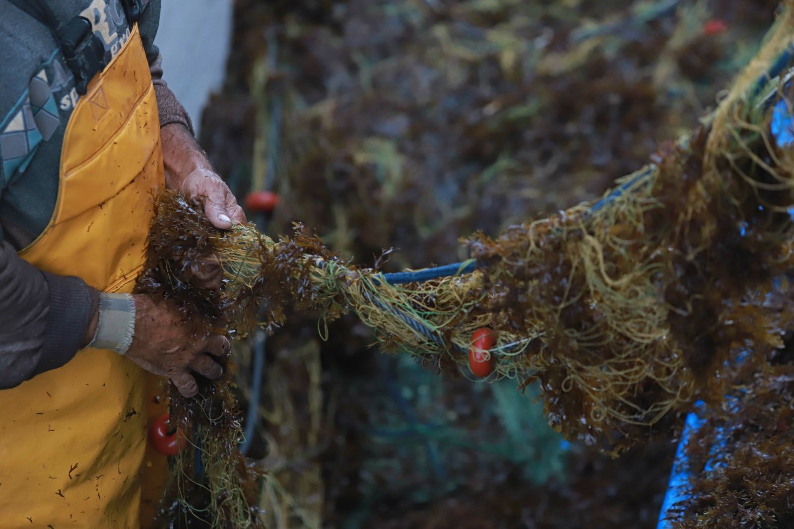 Artes de pesca atestadas de algas invasoras.