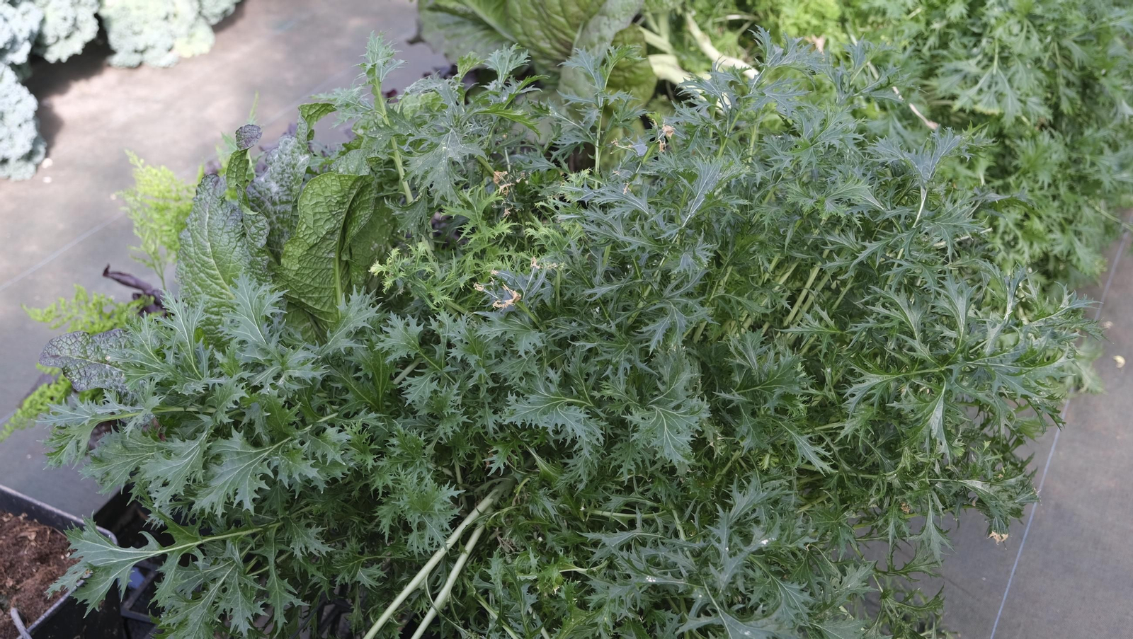 50 años de la Estación Experimental Cajamar-Las Palmerillas, en fotos