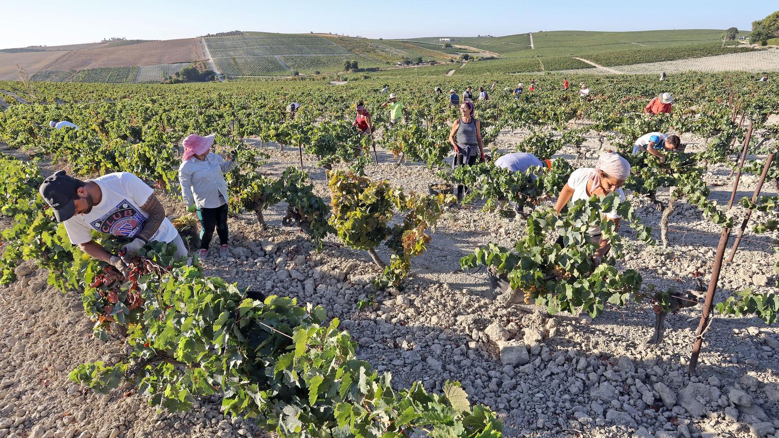 Vendimia a mano en la Viña El Caribe en Jerez