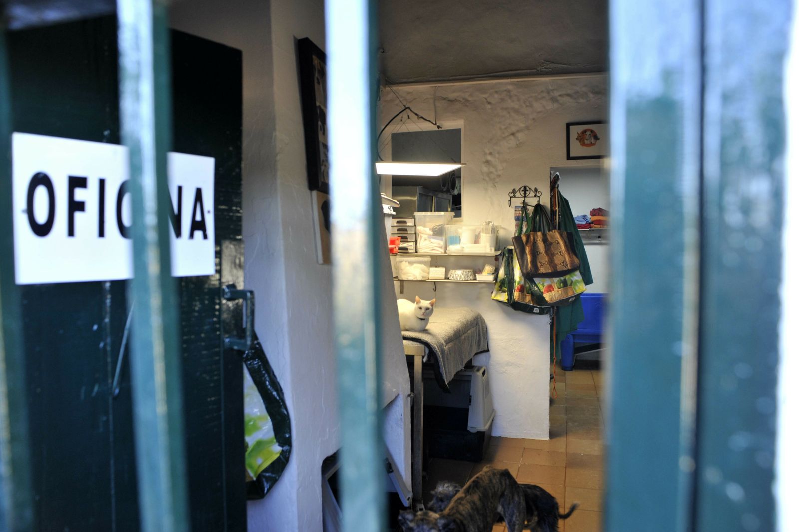 Un día en el Centro de Animales Abandonados y Perdidos de Villamartín