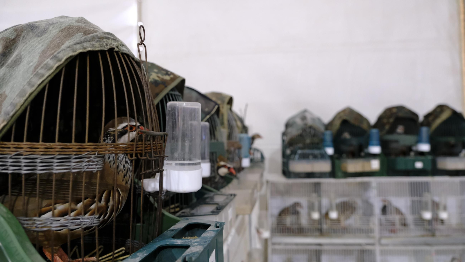 Las fotos de la Feria del Ganado y del Pájaro Perdiz en Albox