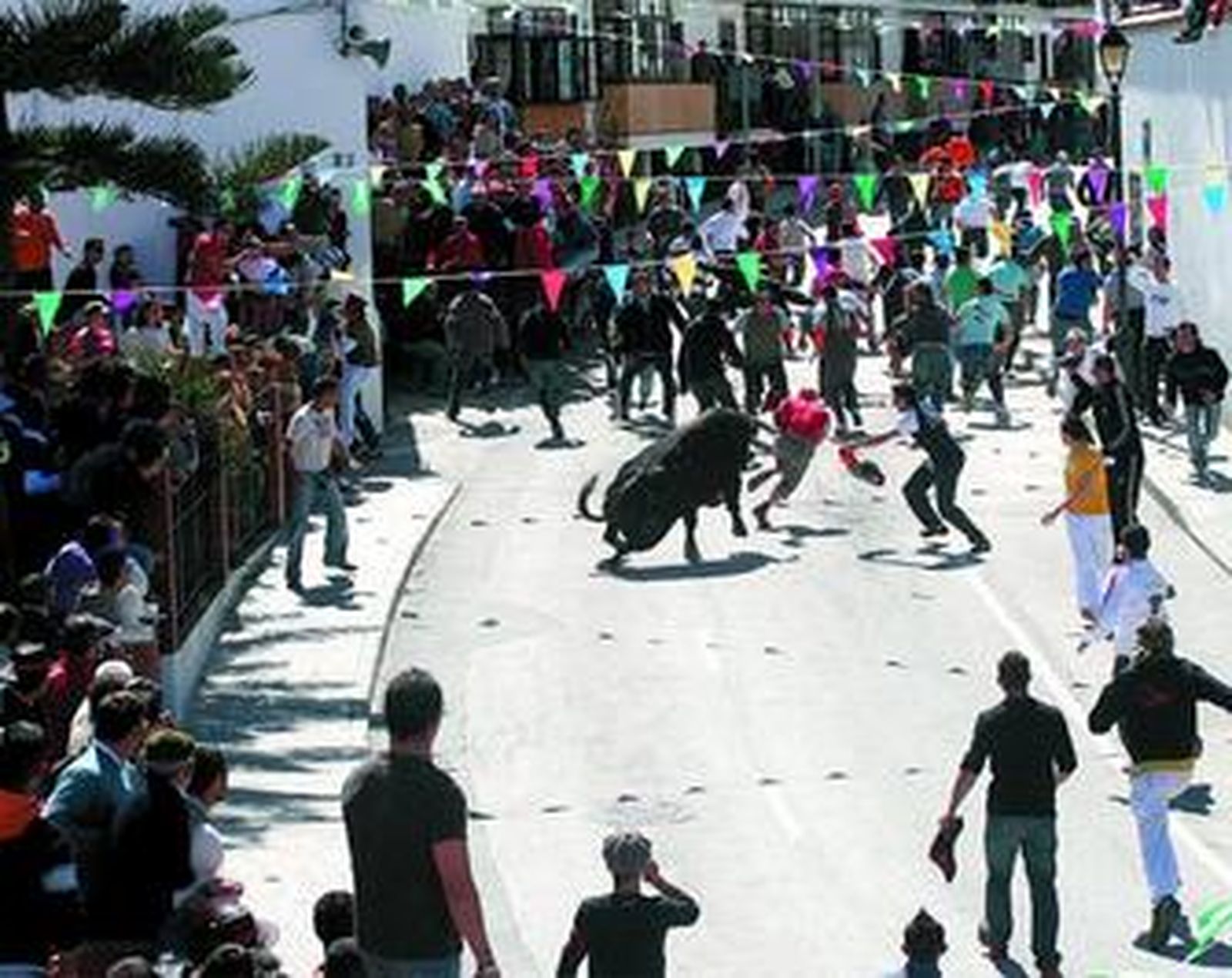Miles de personas se dieron cita, un año más, en la suelta de toros en las calles de Vejer.