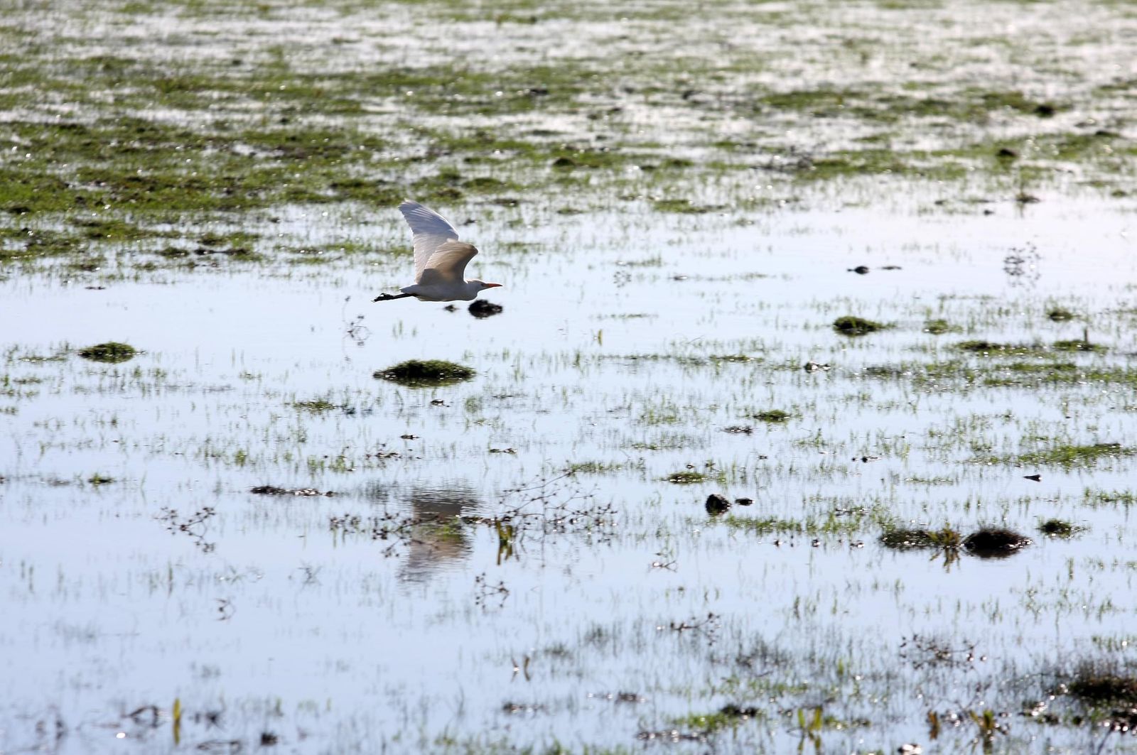 Imágenes de la marisma de El Rocío y de la laguna de El Portil tras las últimas lluvias