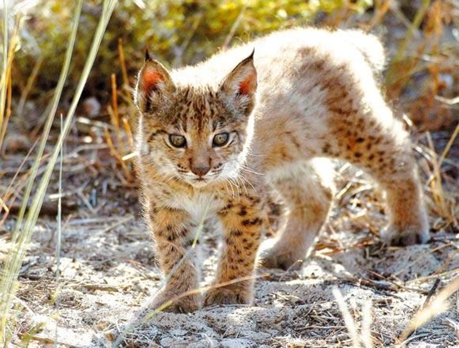 La Junta cede tres linces más a Portugal
