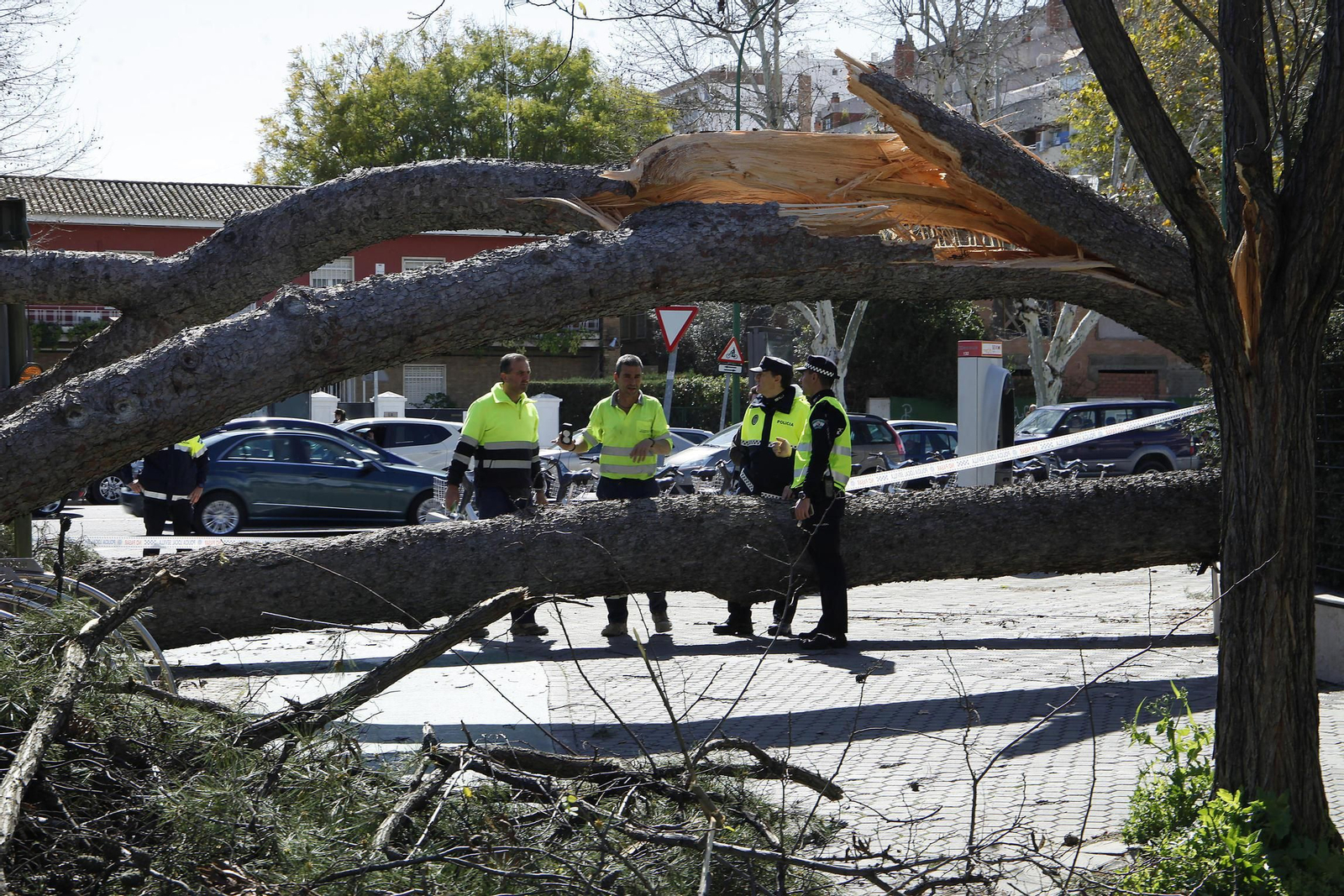 Las imágenes de los daños del viento en Sevilla