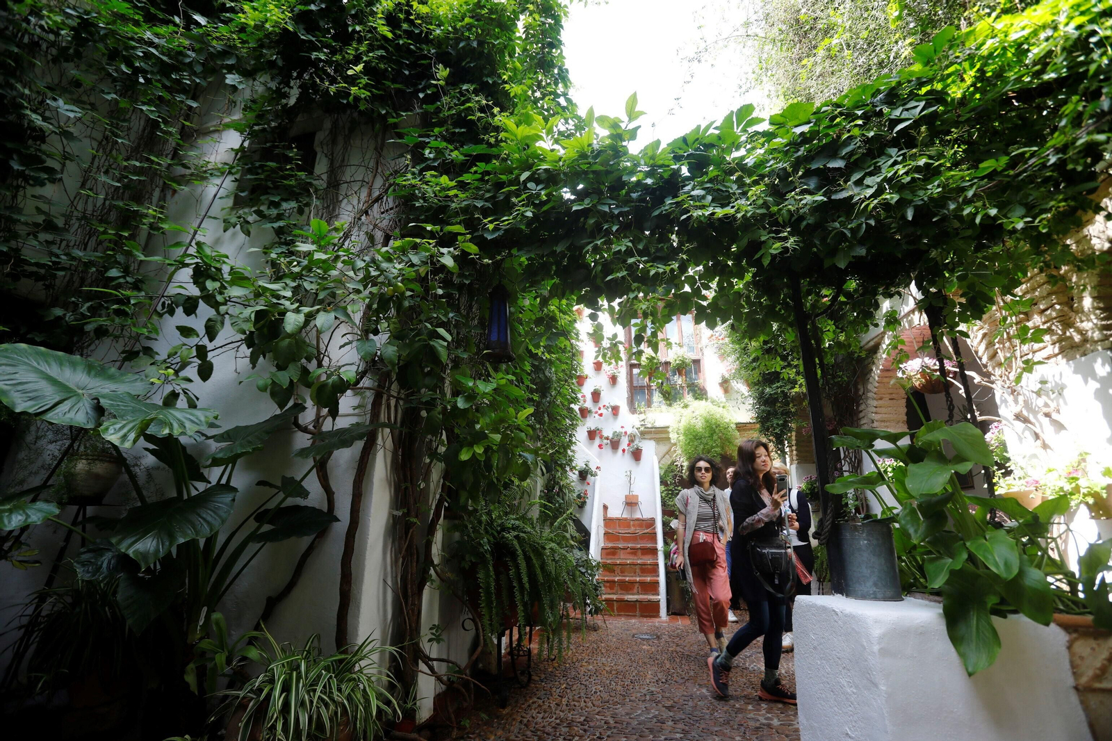 Los patios de Córdoba de la ruta Judería-San Francisco, en imágenes