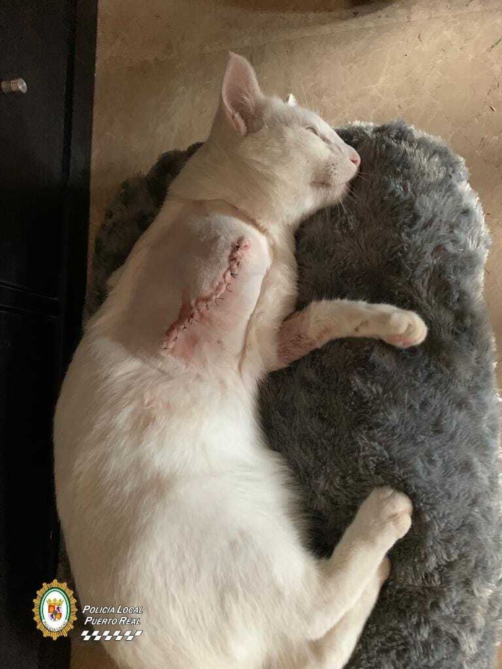 Uno de los gatos tiroteados en Puerto Real