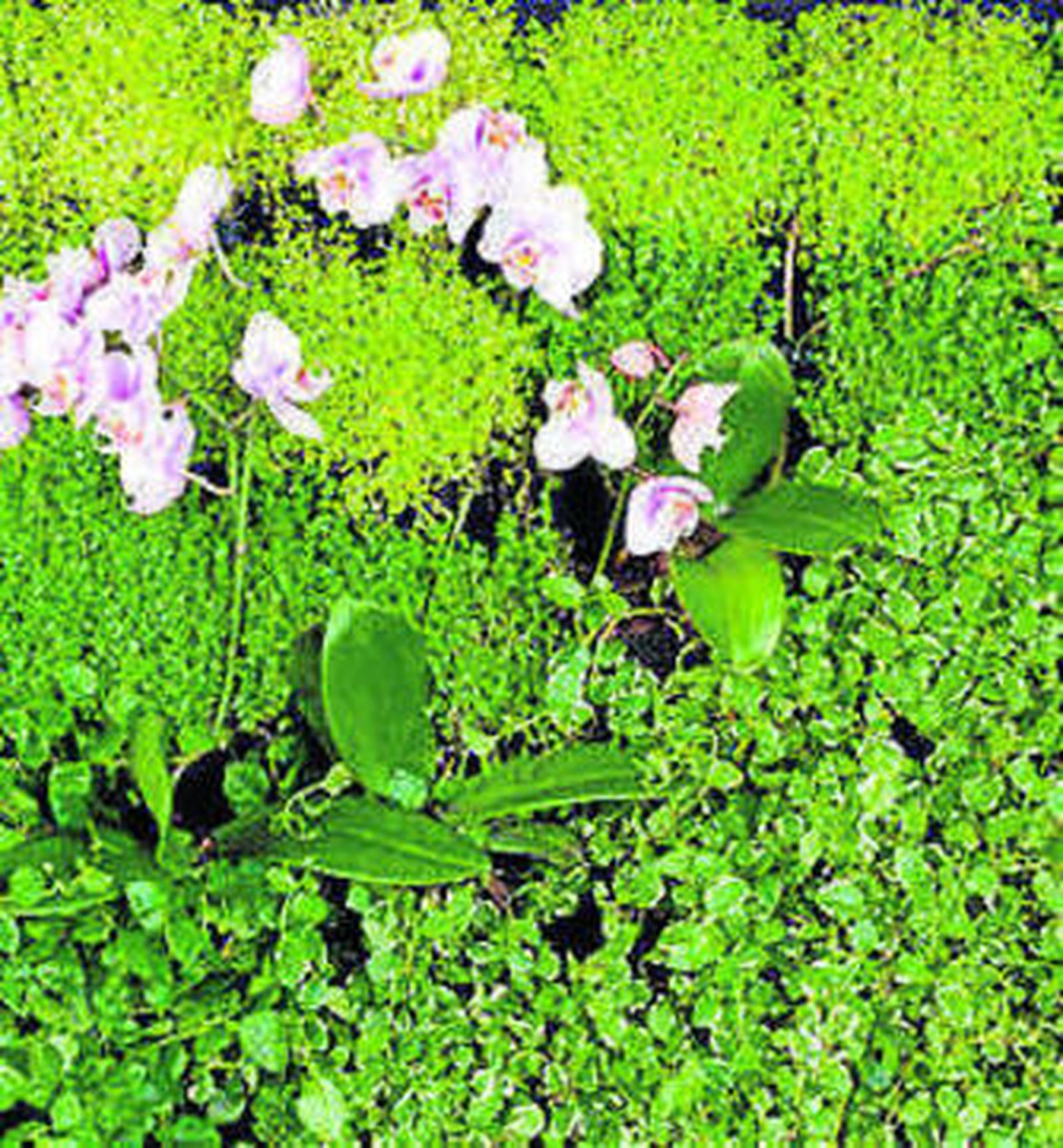 Pequeños jardines verticales de inteior