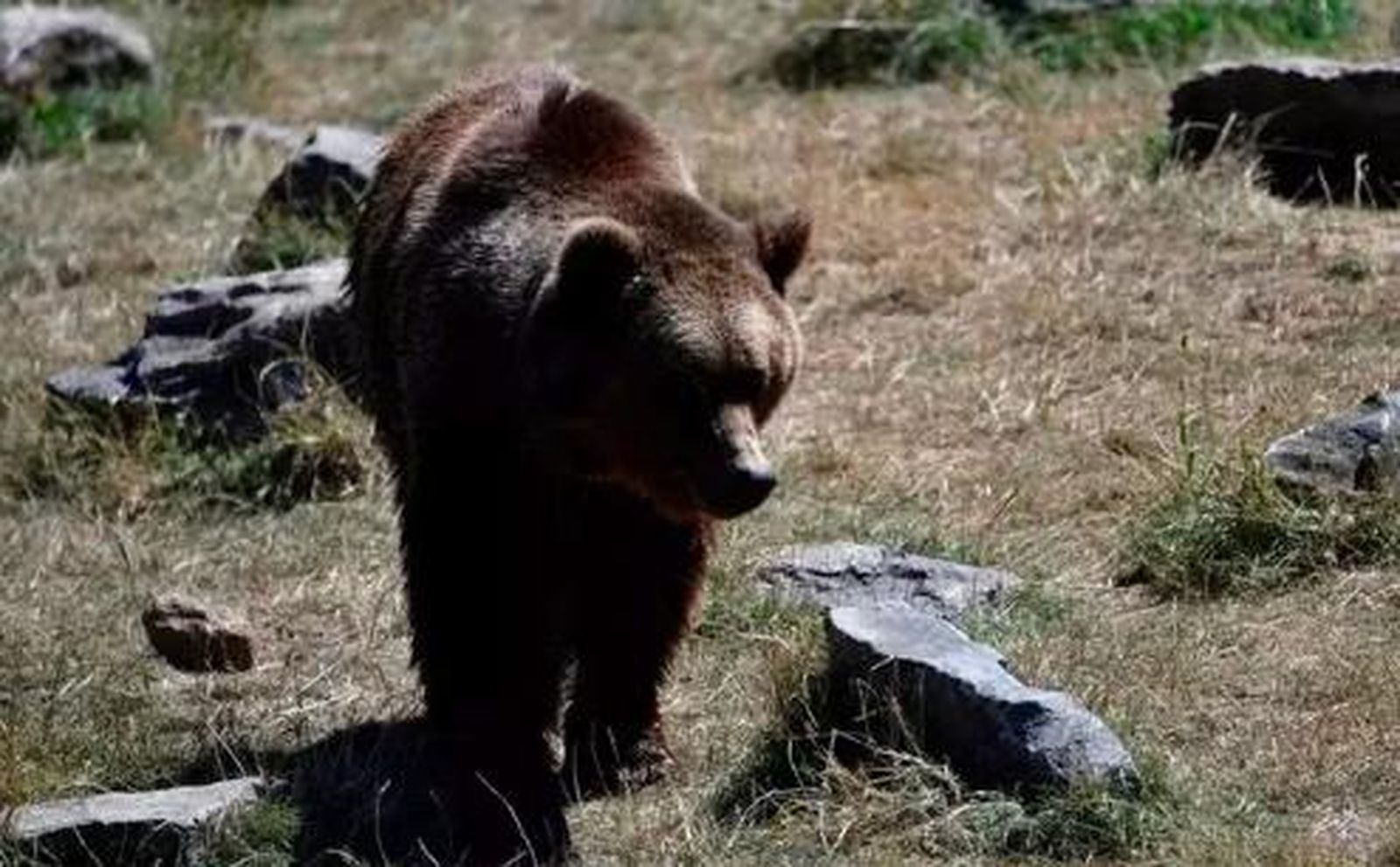 Acusan a un príncipe de Liechtenstein de la caza ilegal de un oso en Rumanía