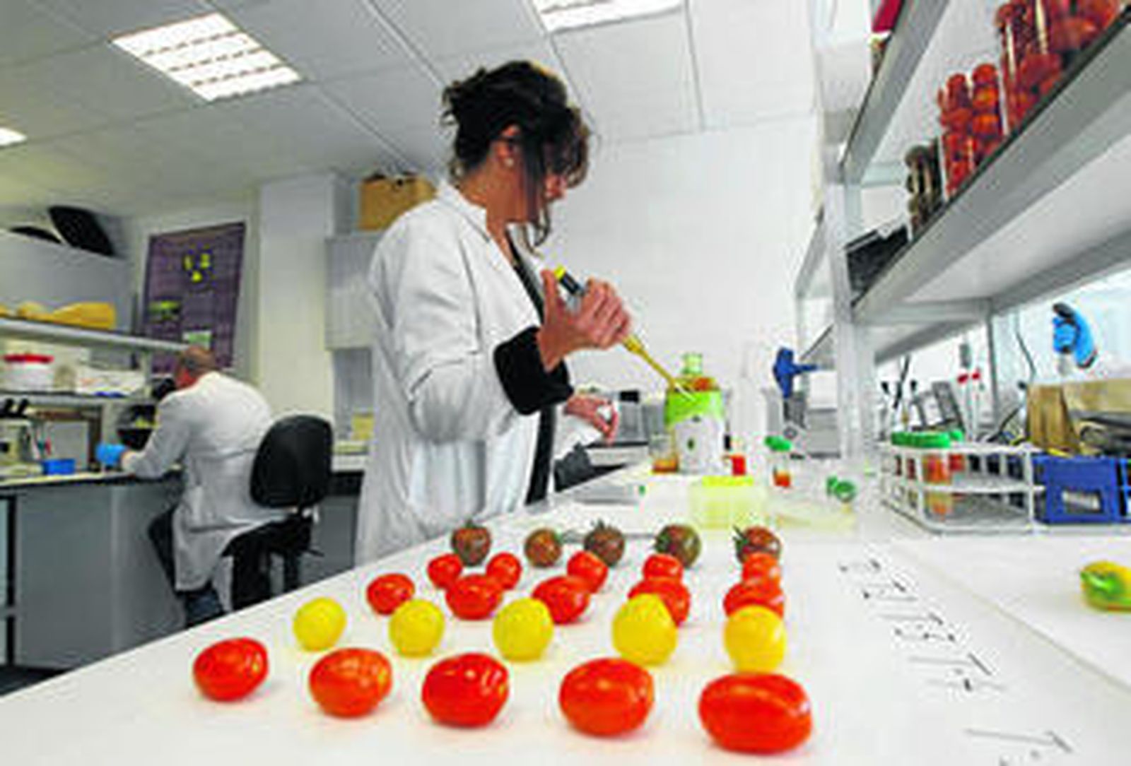 El centro Ifapa de La Mojonera estudia las hortalizas snack dentro de su proyecto de investigación 'Transforma'.