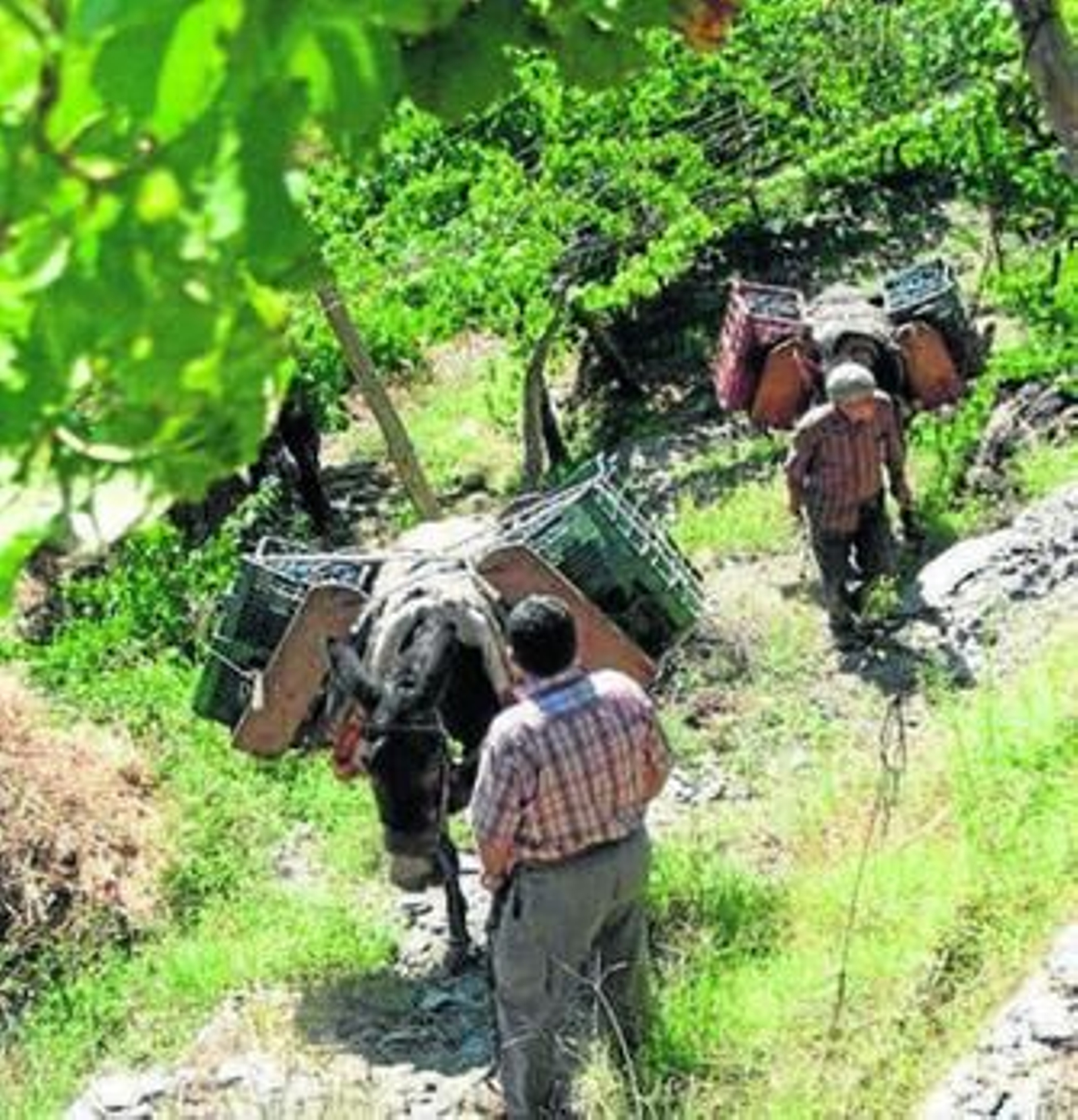 Las mulas, sin fecha de caducidad