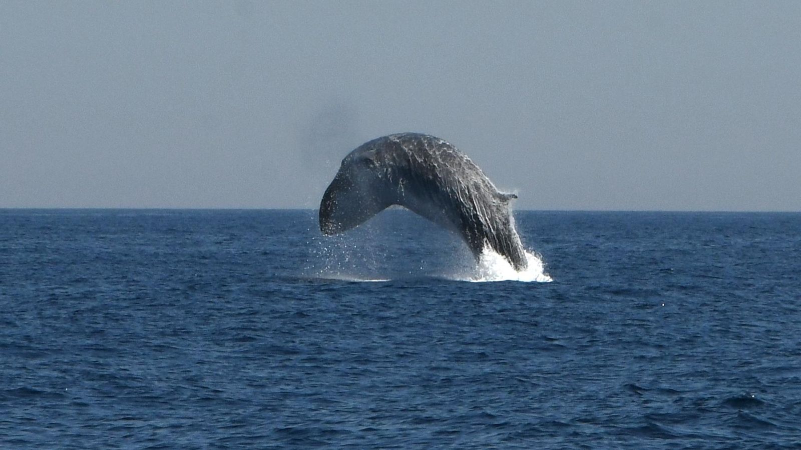 Avistamiento de ballenas y delfines (Tarifa)